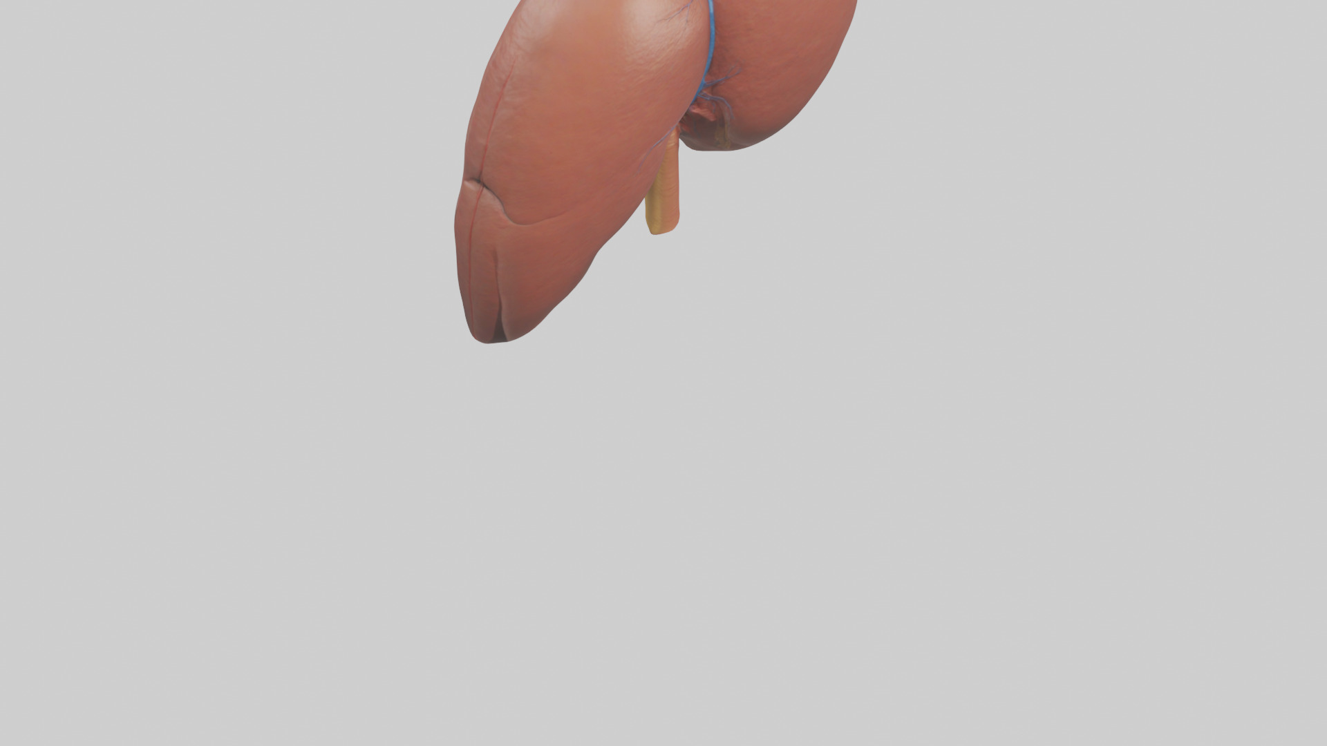 Human Liver Model Low-poly 3D model_3