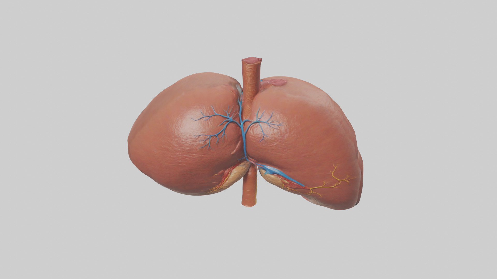 Human Liver Model Low-poly 3D model_16
