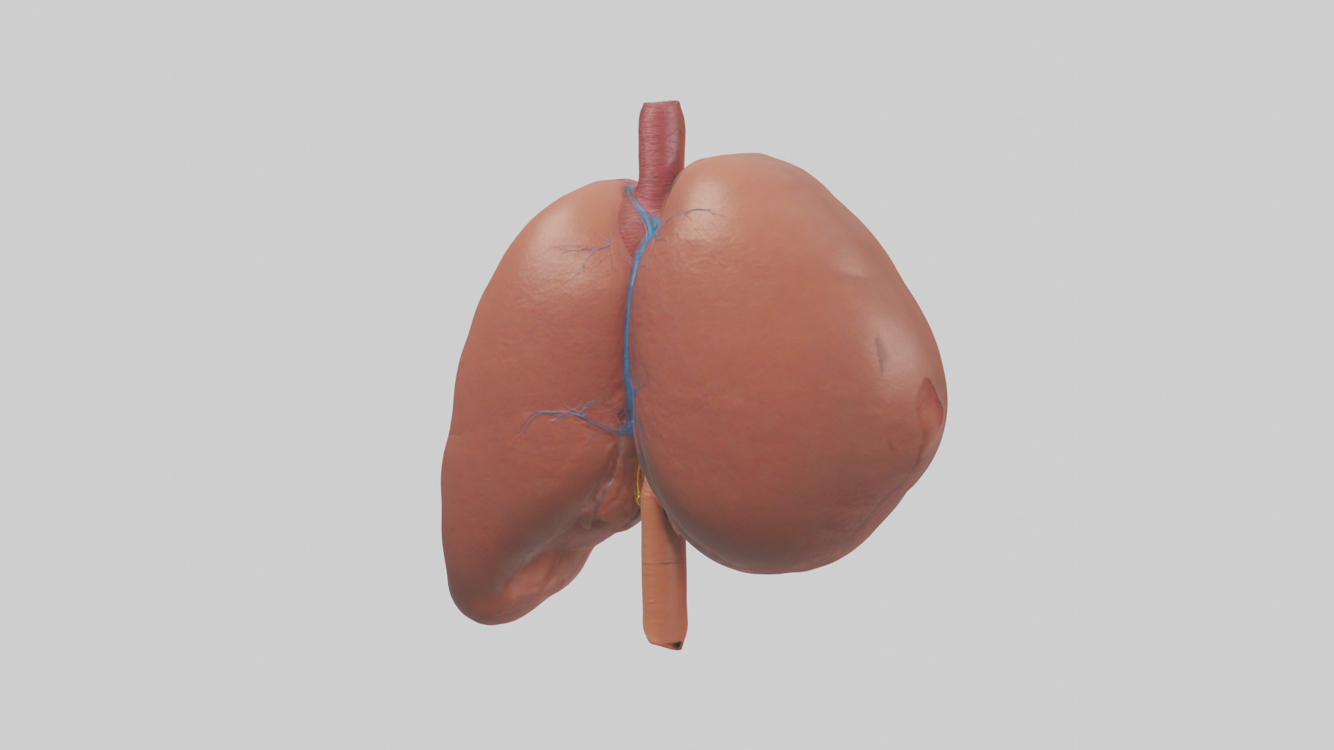 Human Liver Model Low-poly 3D model_2
