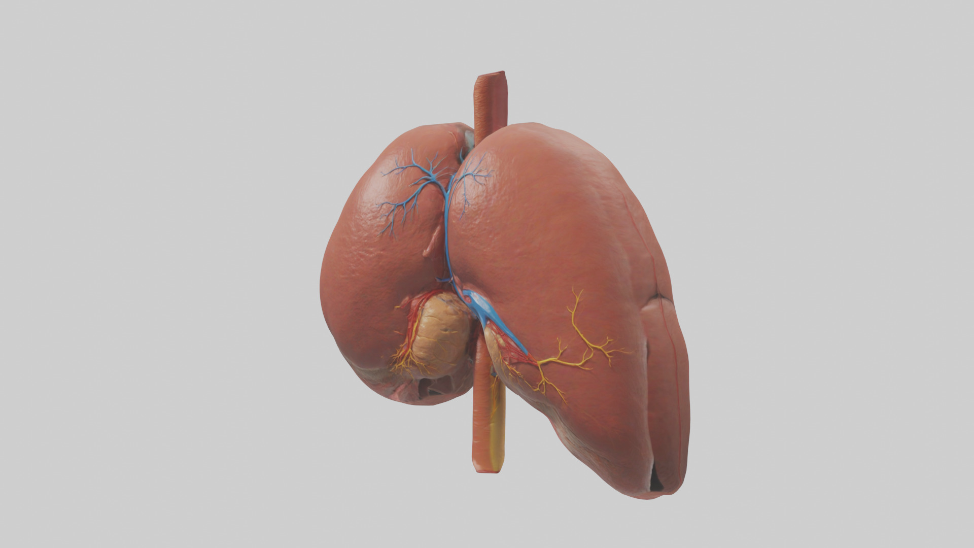 Human Liver Model Low-poly 3D model_10