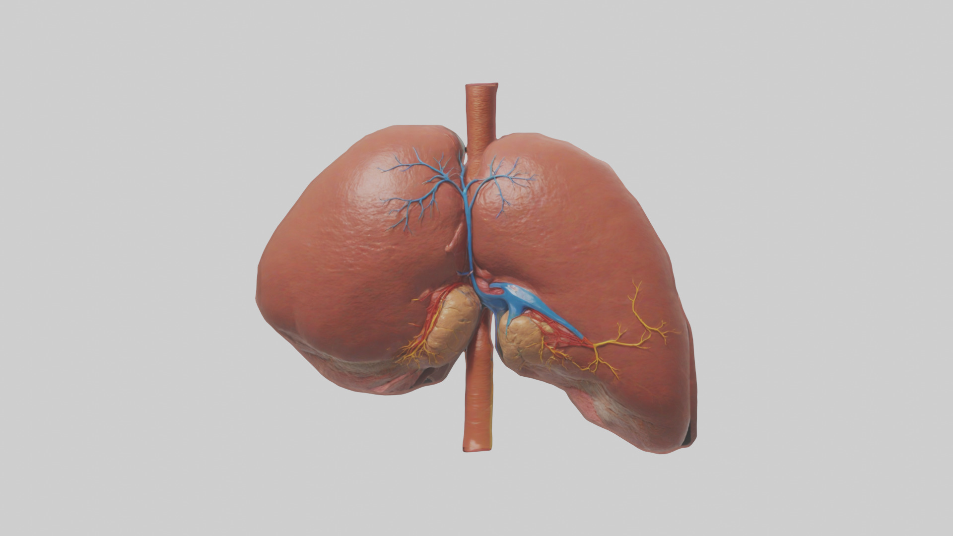 Human Liver Model Low-poly 3D model_9