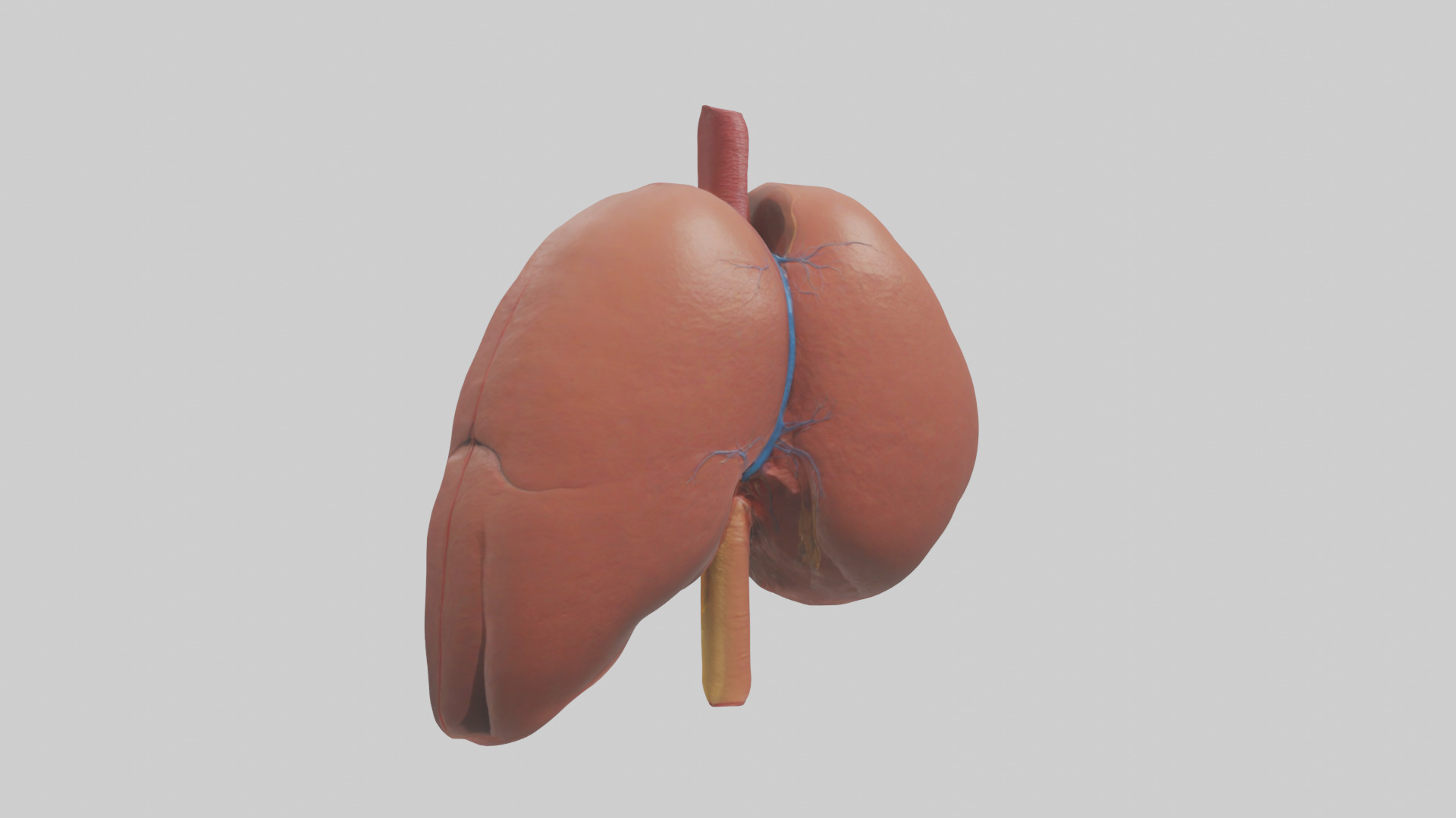 Human Liver Model Low-poly 3D model_1