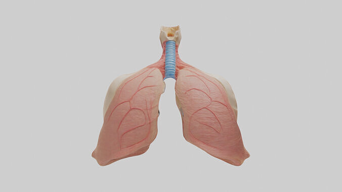 Human Lower Respiratory Tract Model Low-poly 3D model
