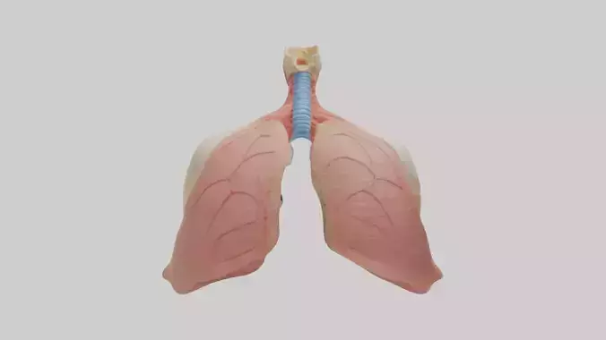 Human Lower Respiratory Tract Model Low-poly 3D model