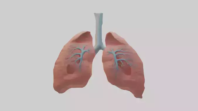 Human Lungs Model