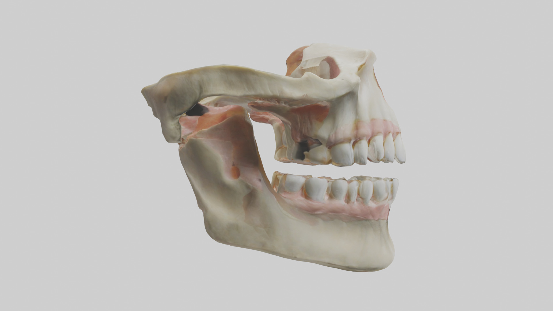 Human Maxilla Model Low-poly 3D model_13