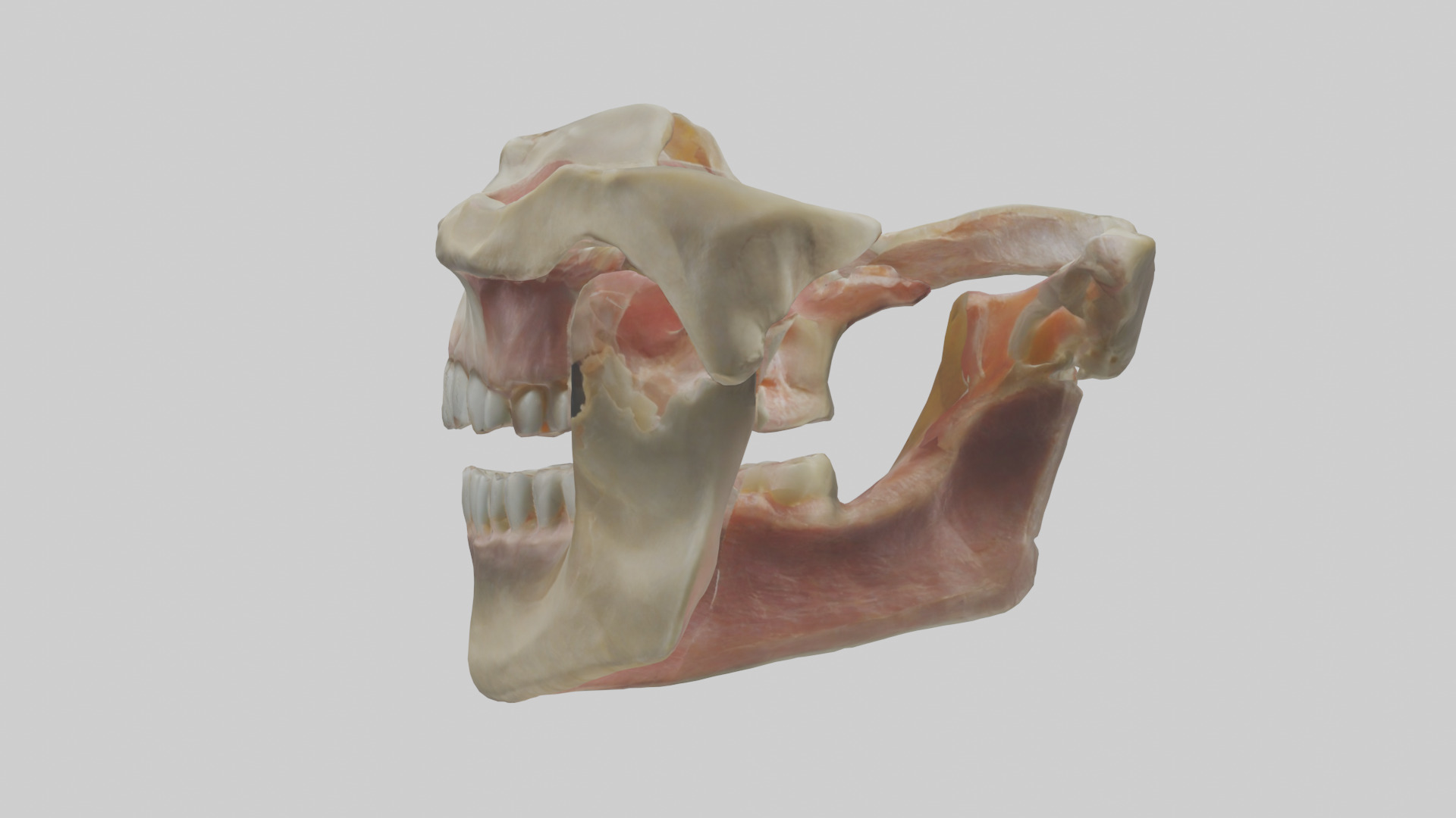 Human Maxilla Model Low-poly 3D model_1