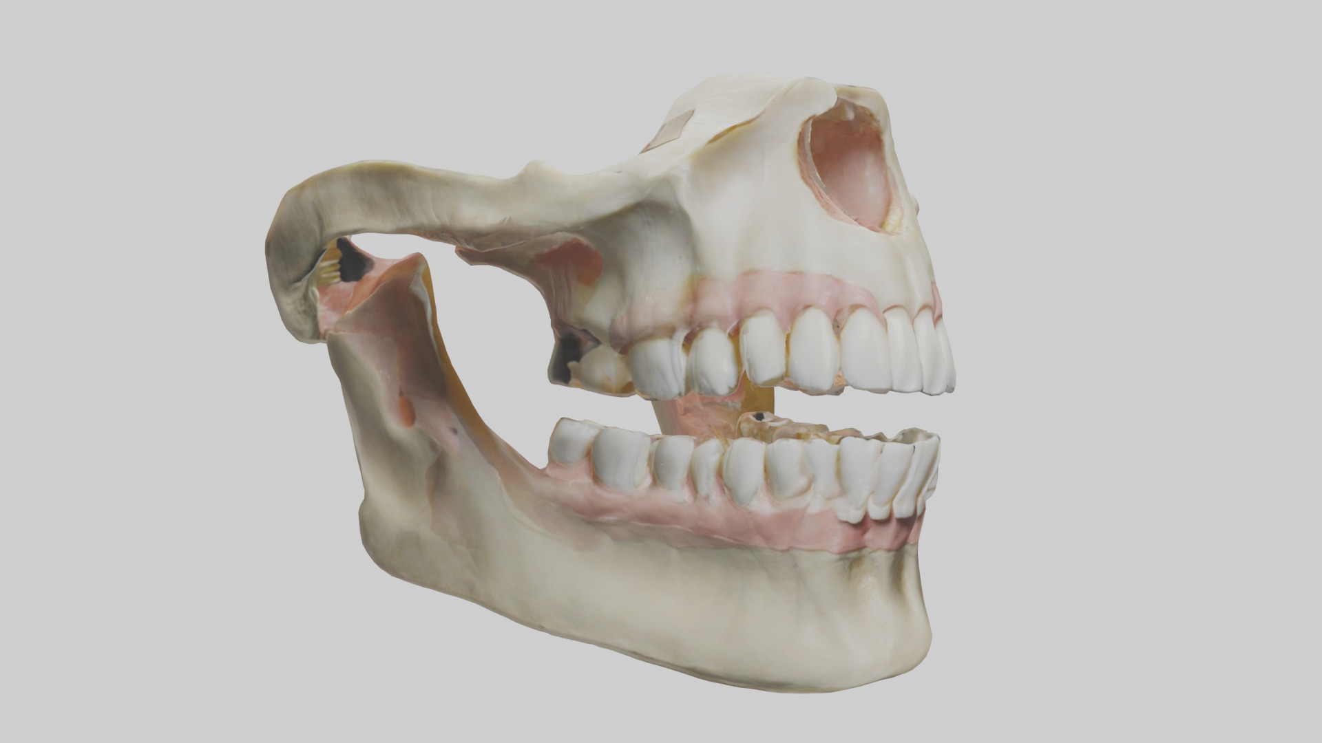Human Maxilla Model Low-poly 3D model_7