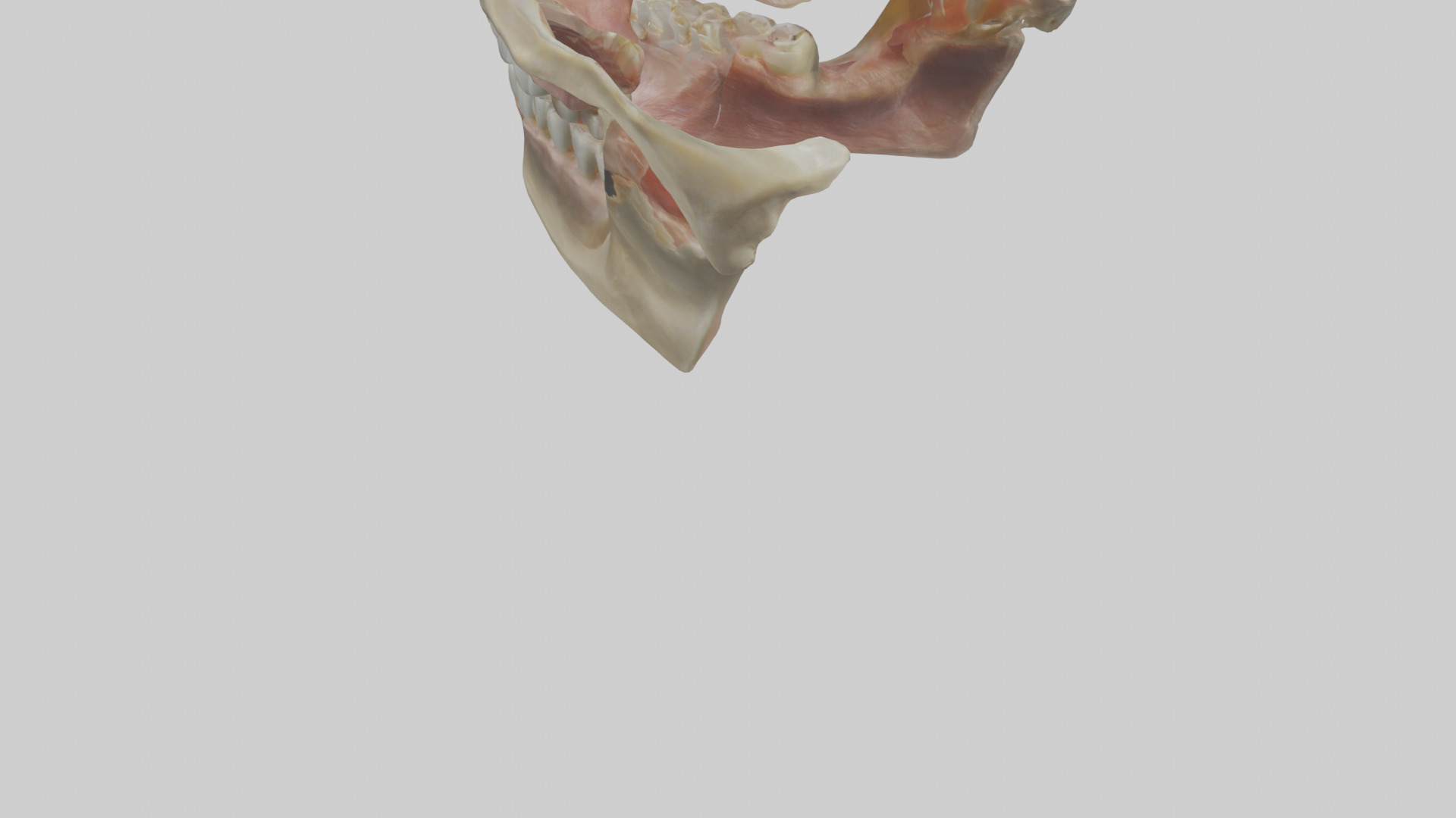 Human Maxilla Model Low-poly 3D model_3