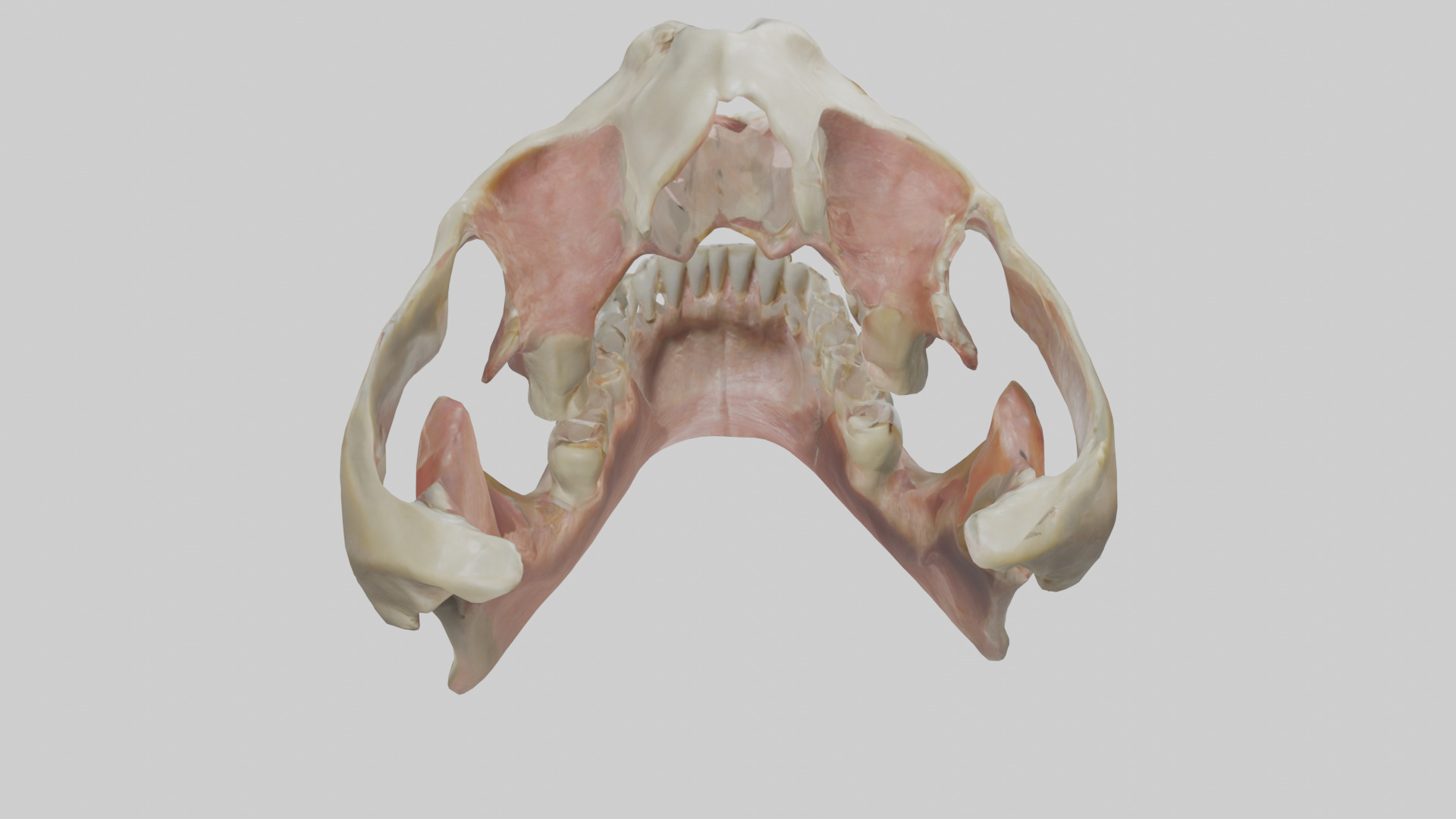 Human Maxilla Model Low-poly 3D model_15