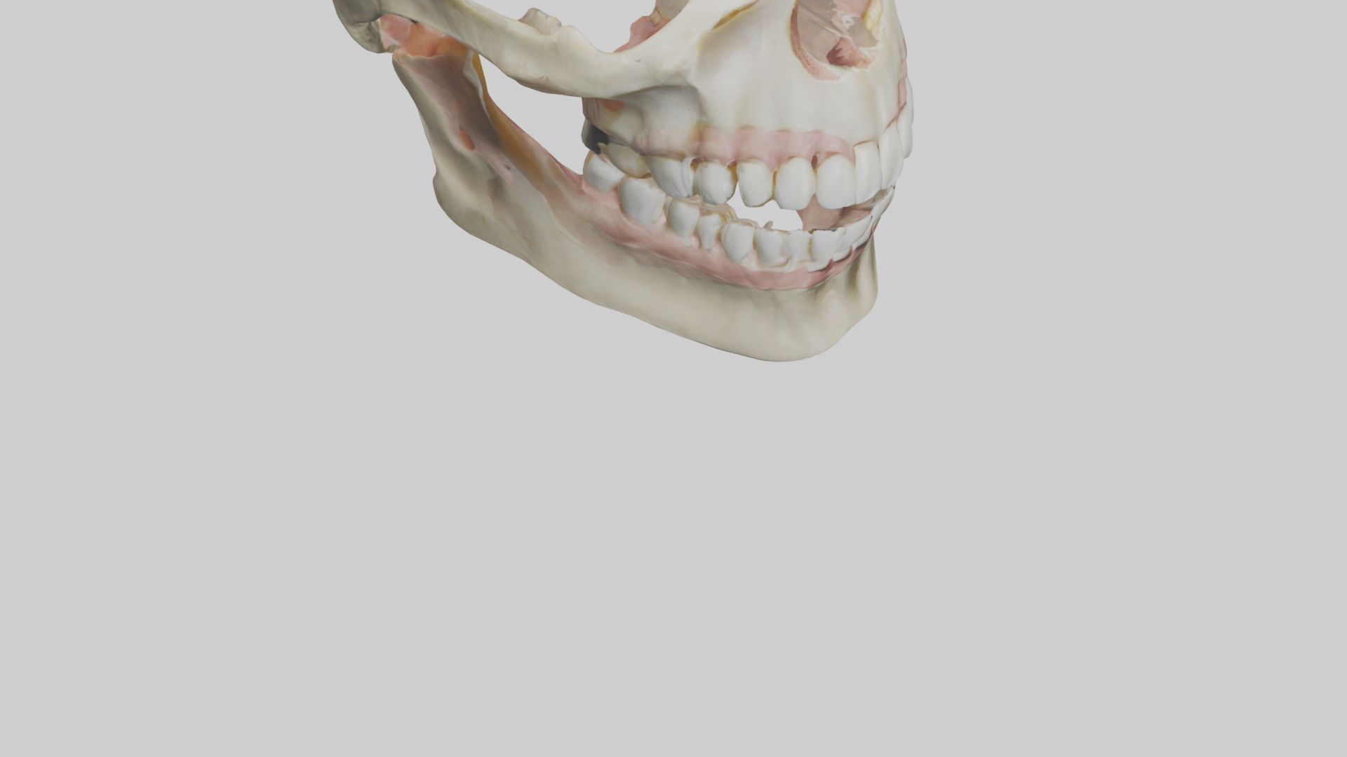 Human Maxilla Model Low-poly 3D model_6