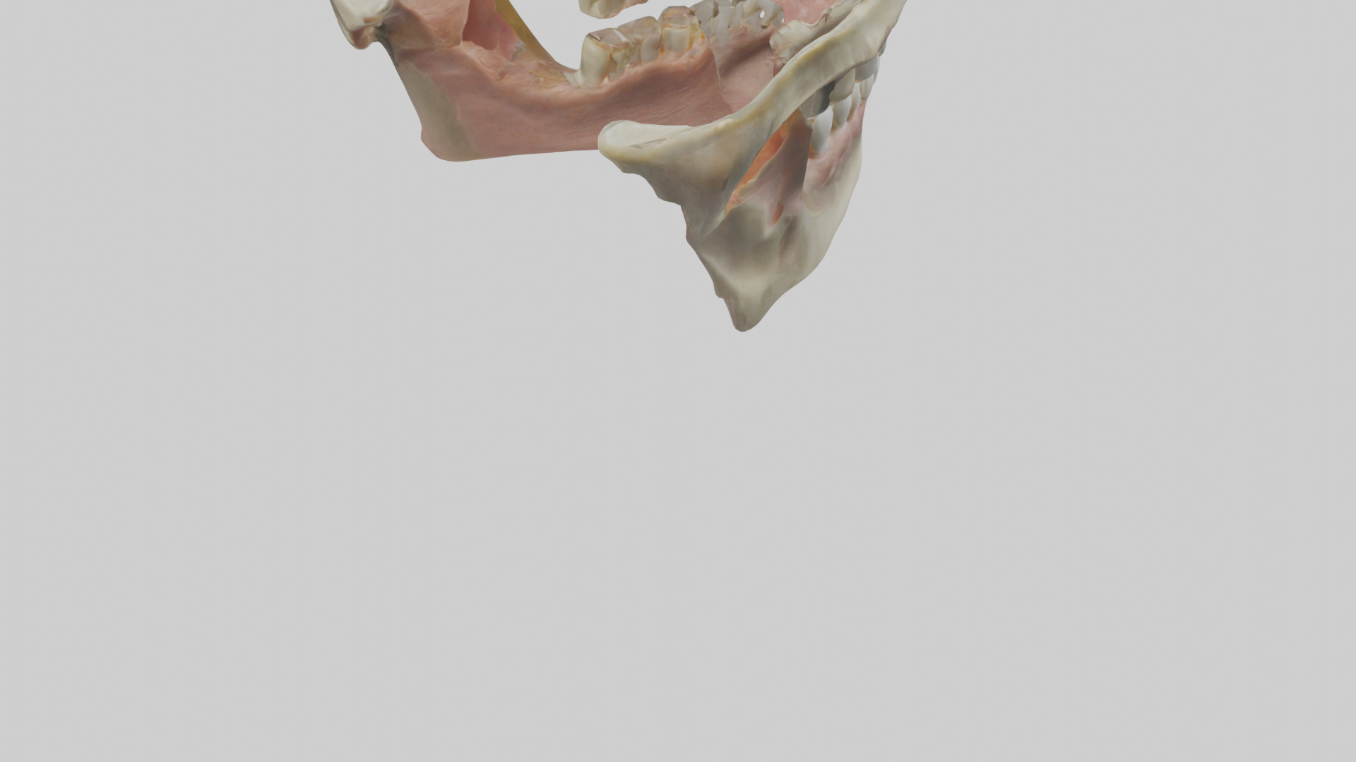 Human Maxilla Model Low-poly 3D model_4