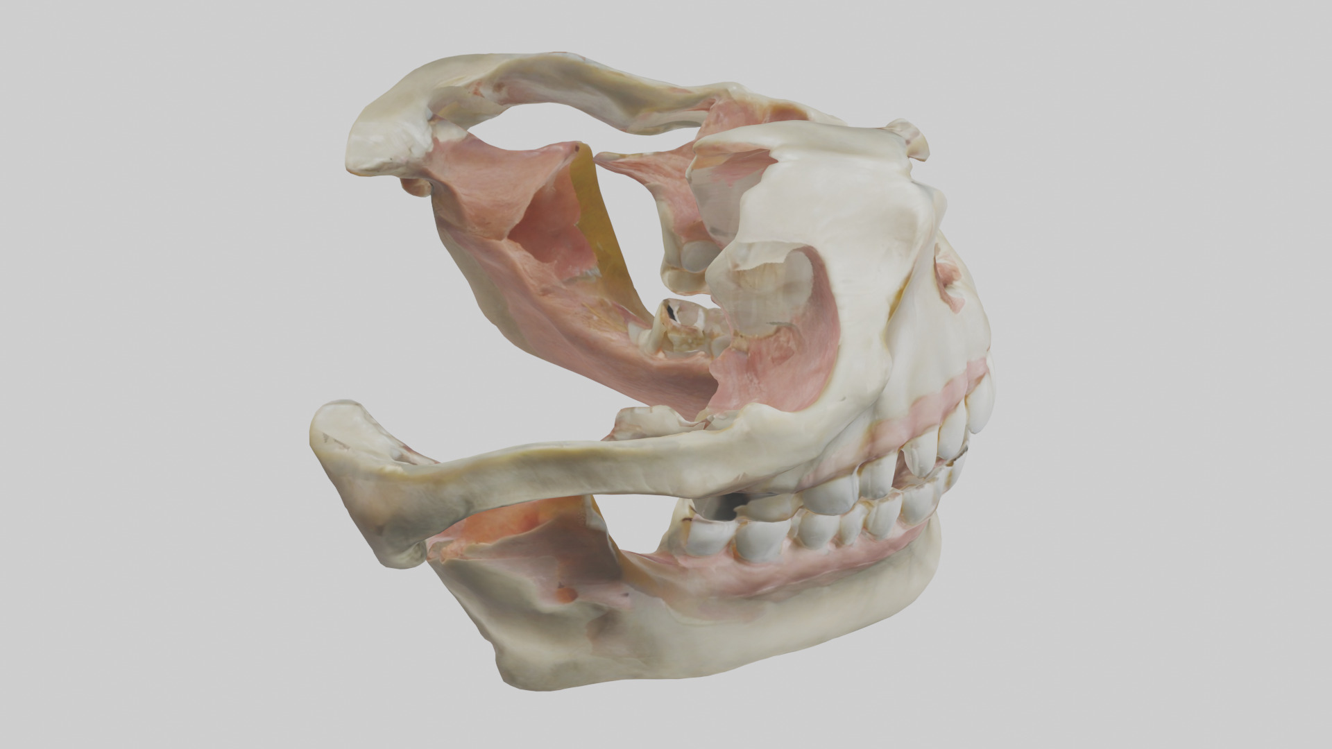 Human Maxilla Model Low-poly 3D model_18