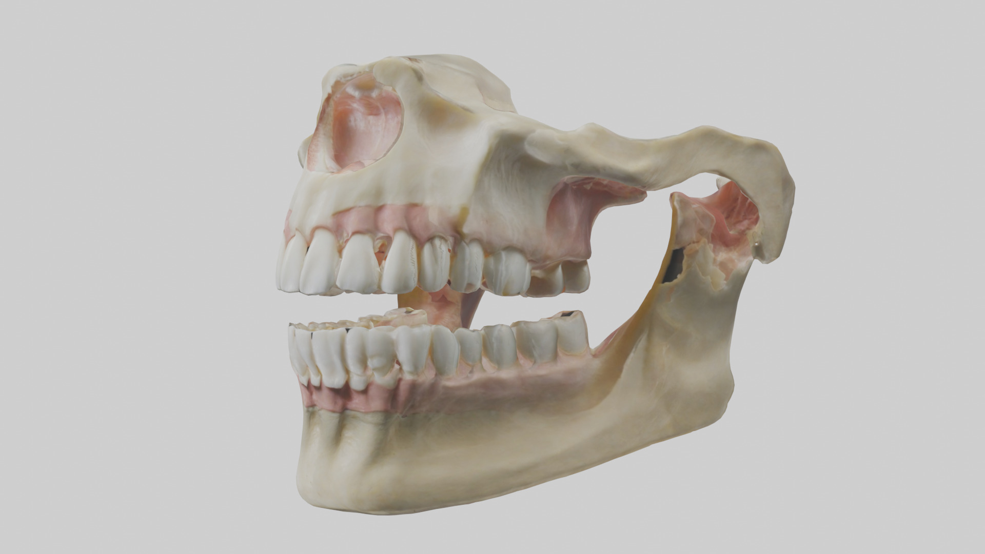Human Maxilla Model Low-poly 3D model_10