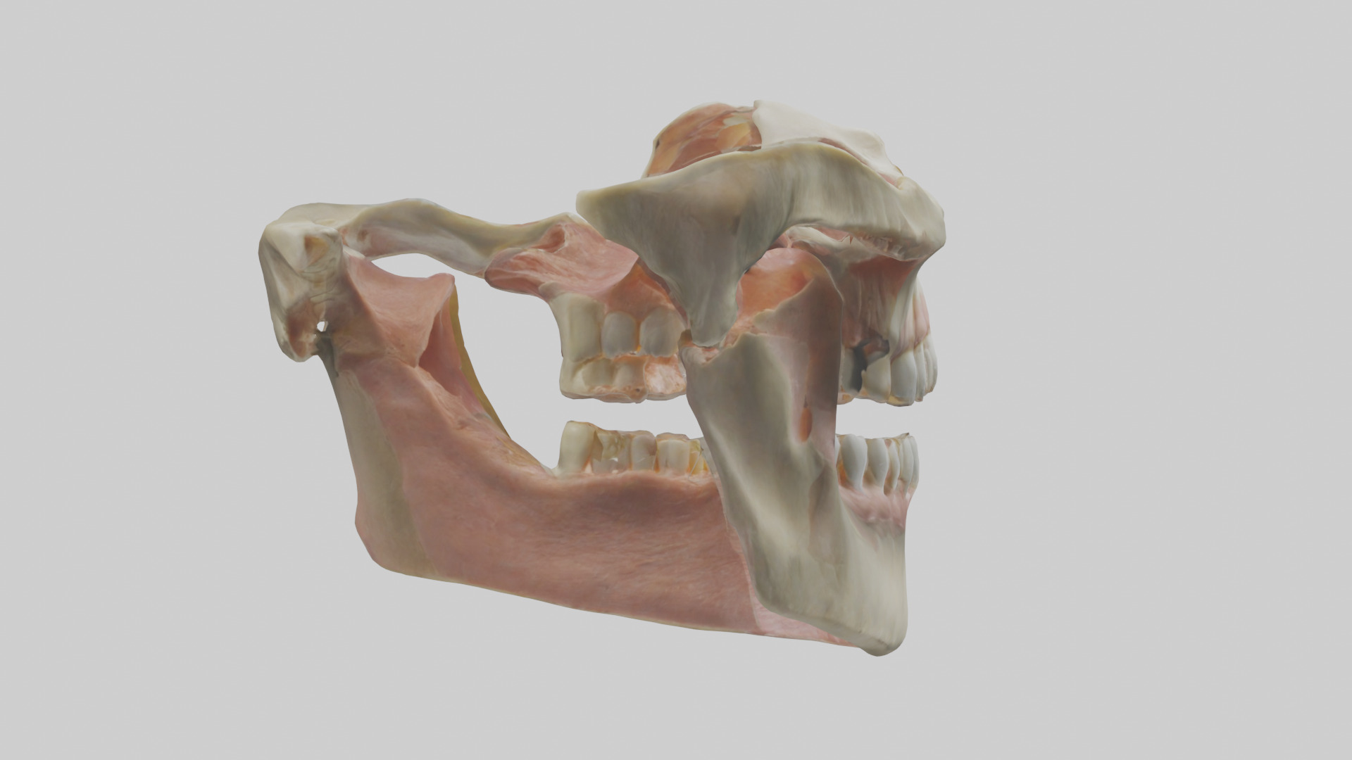 Human Maxilla Model Low-poly 3D model_2