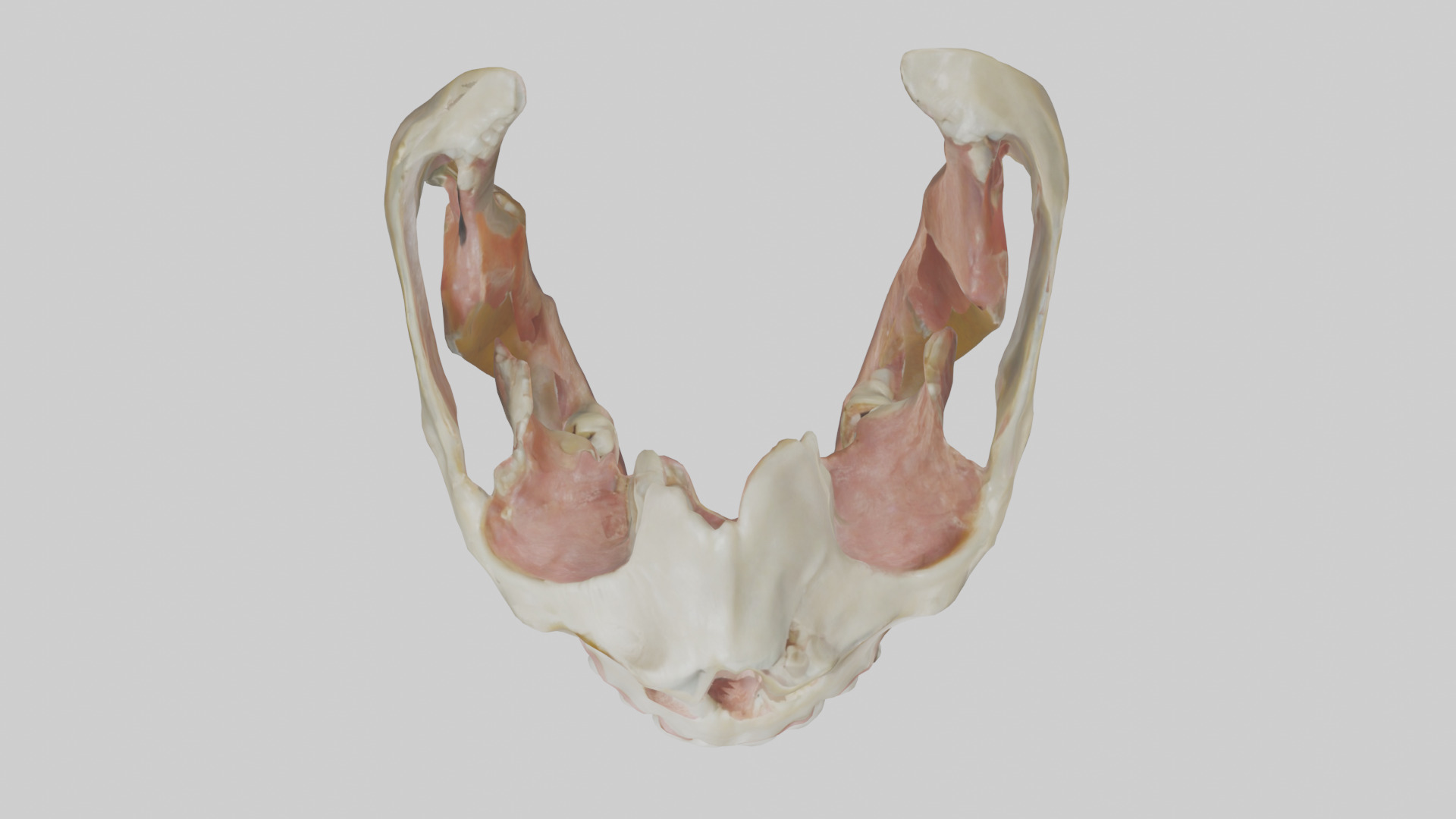 Human Maxilla Model Low-poly 3D model_14
