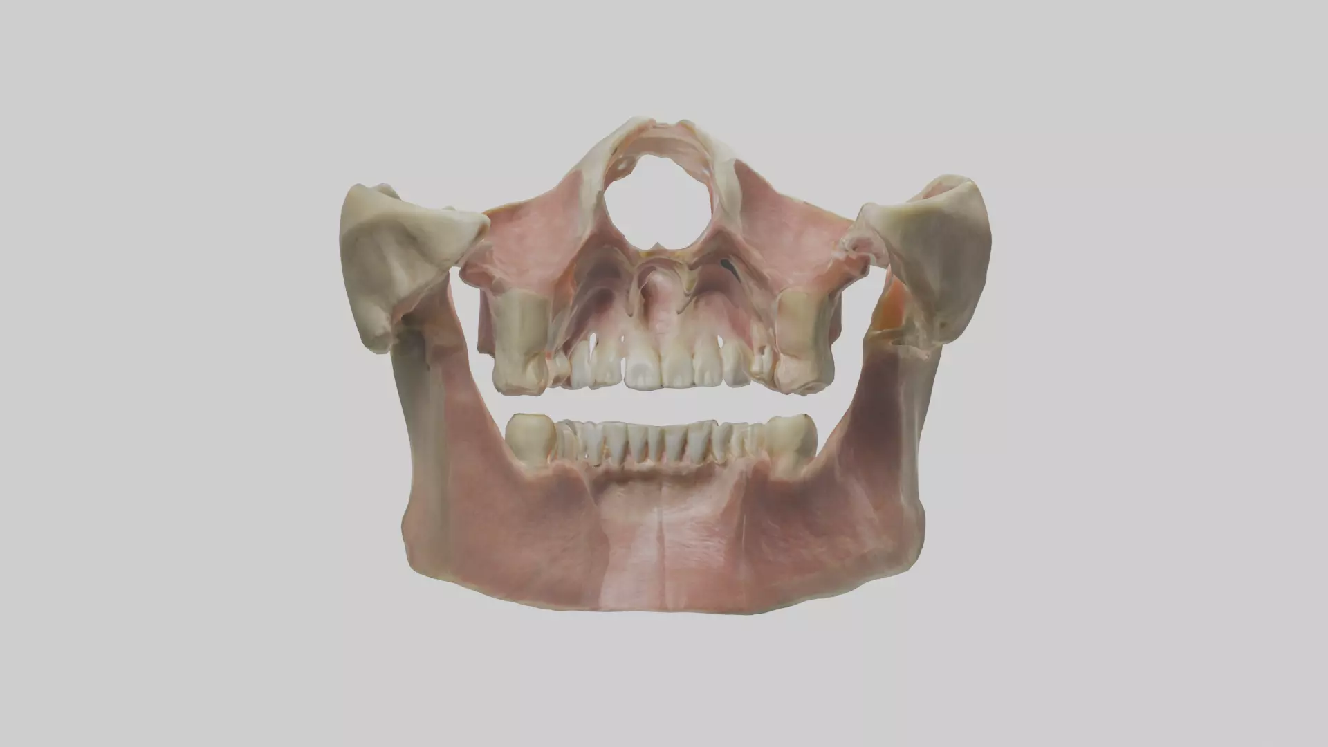 Human Maxilla Model Low-poly 3D model_0