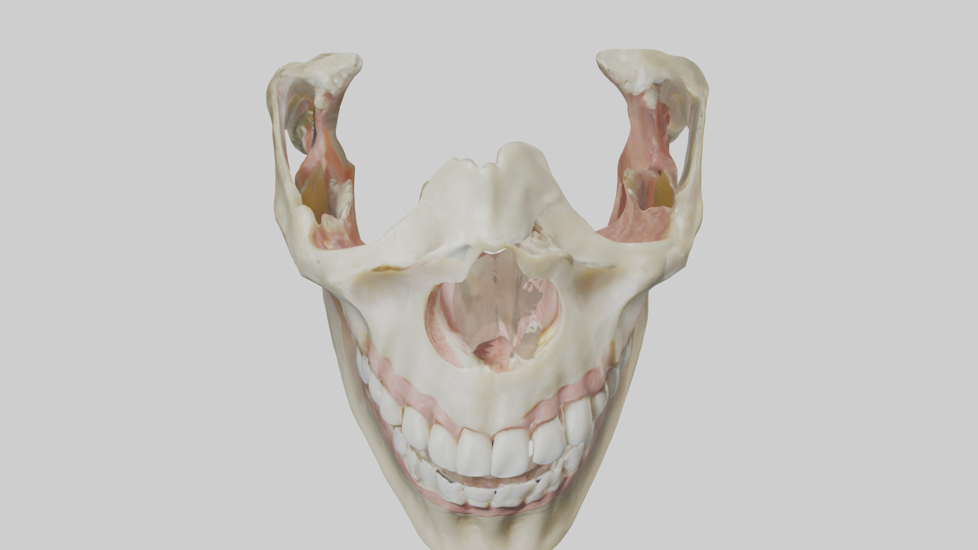 Human Maxilla Model Low-poly 3D model_16