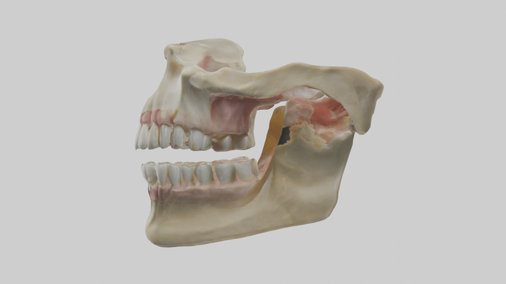 Human Maxilla Model Low-poly 3D model_12