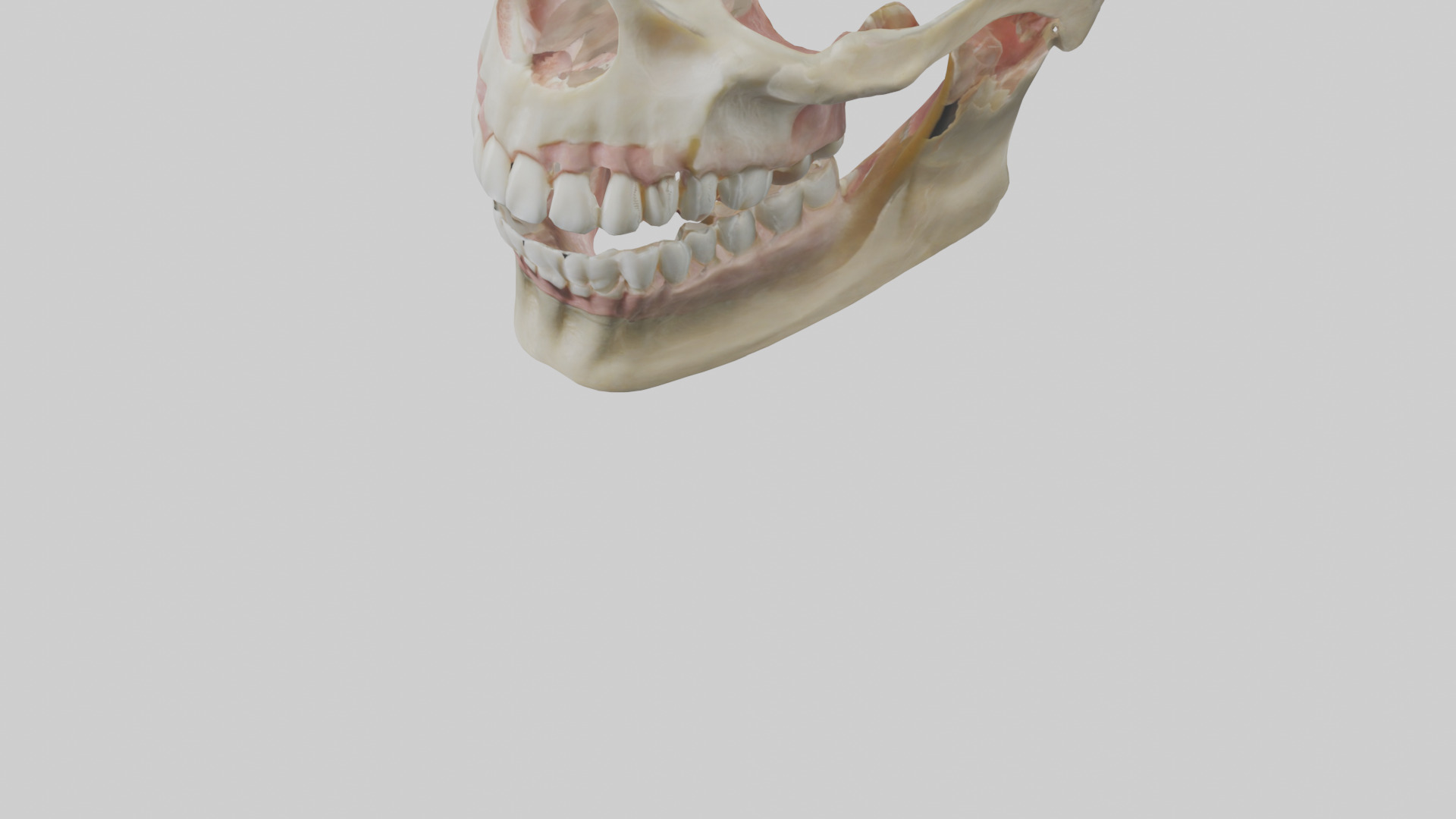 Human Maxilla Model Low-poly 3D model_5
