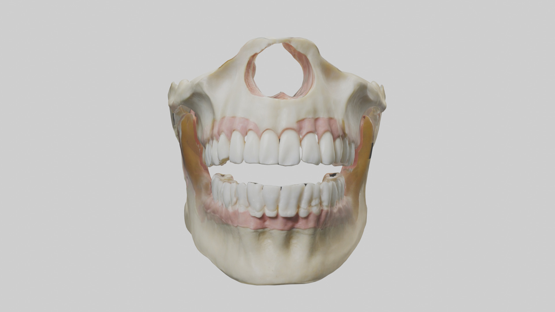 Human Maxilla Model Low-poly 3D model_9