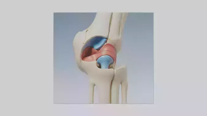 Human Medial Collateral Ligament Model Low-poly 3D model