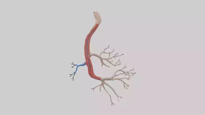 Human Mesenteric Artery Model