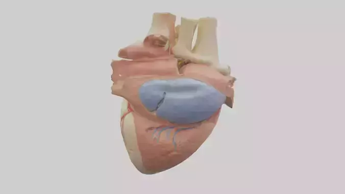 Human Mitral Valve Model