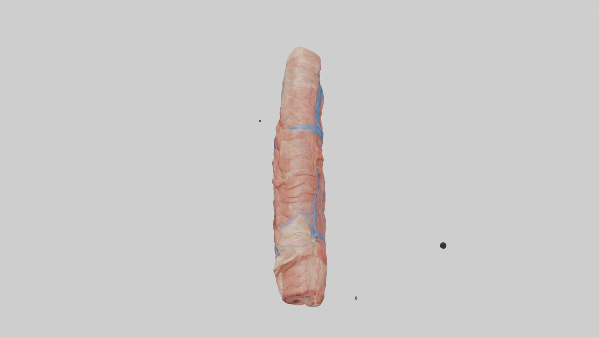Human Muscle Fiber Model Low-poly 3D model_16