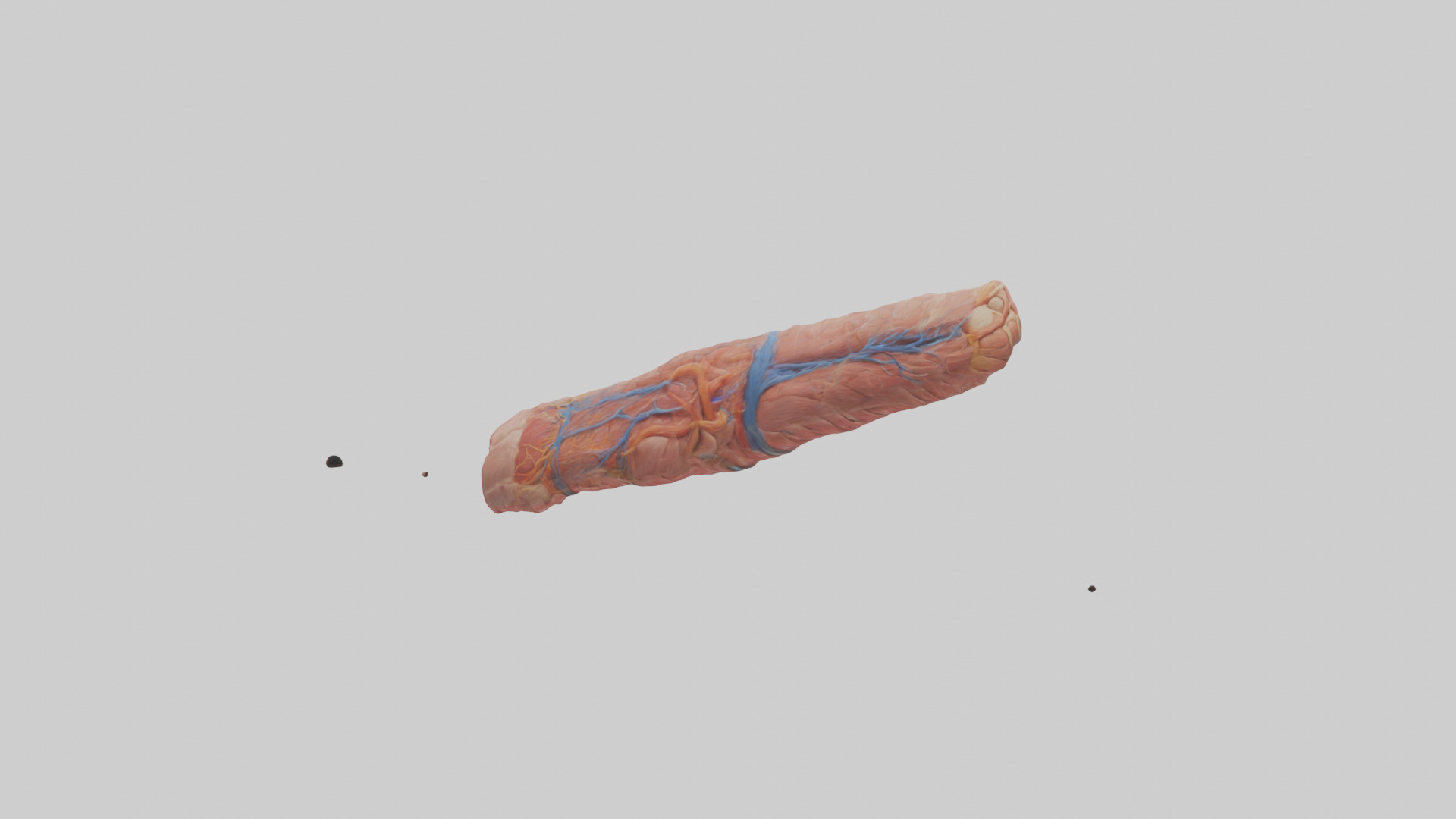 Human Muscle Fiber Model Low-poly 3D model_1