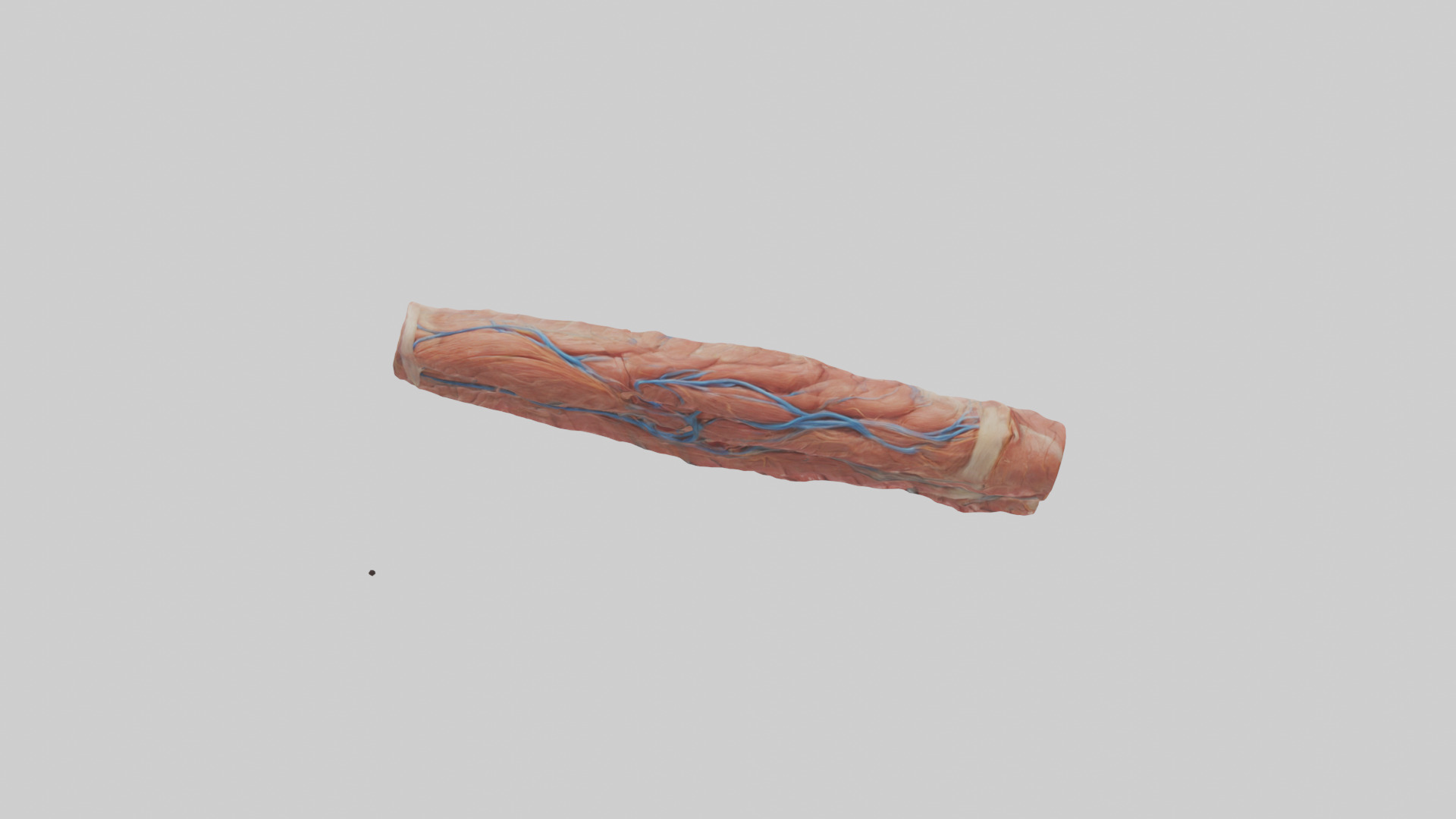 Human Muscle Fiber Model Low-poly 3D model_13