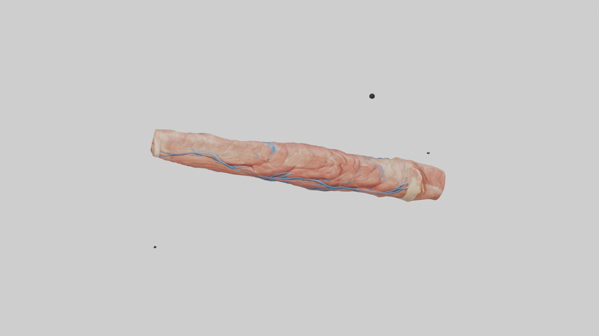 Human Muscle Fiber Model Low-poly 3D model_18