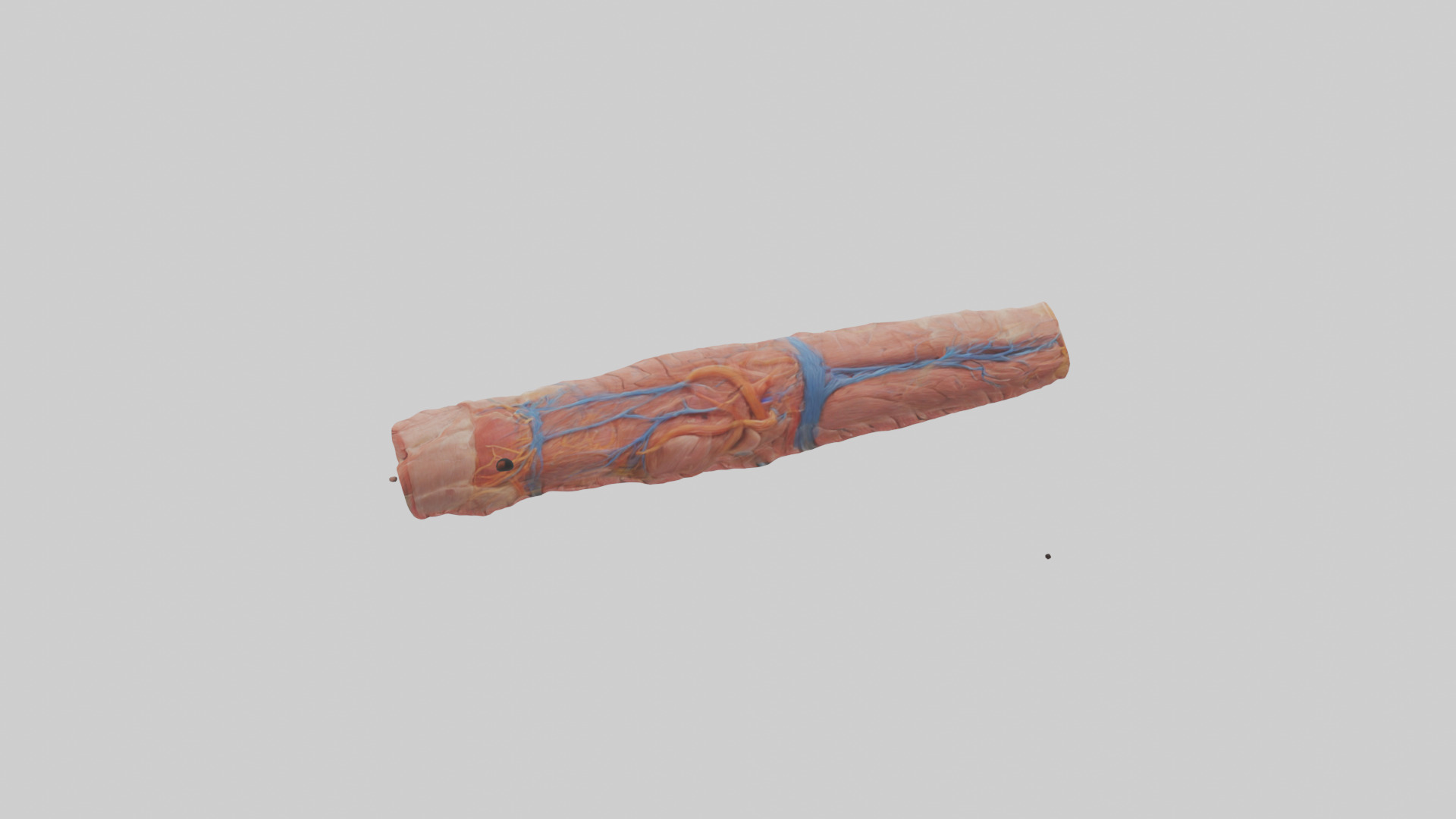 Human Muscle Fiber Model Low-poly 3D model_12