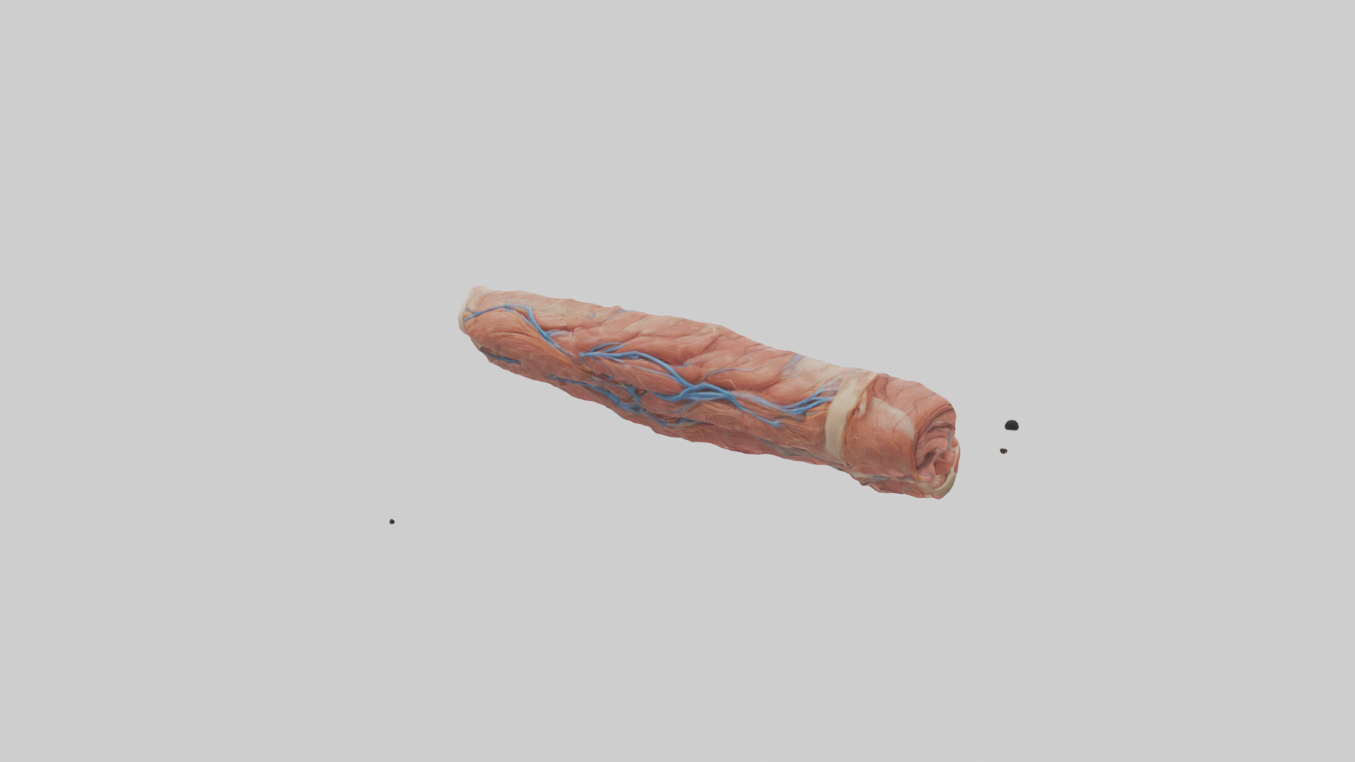 Human Muscle Fiber Model Low-poly 3D model_11
