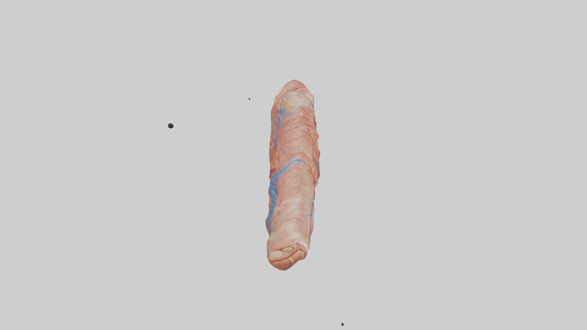Human Muscle Fiber Model Low-poly 3D model_15