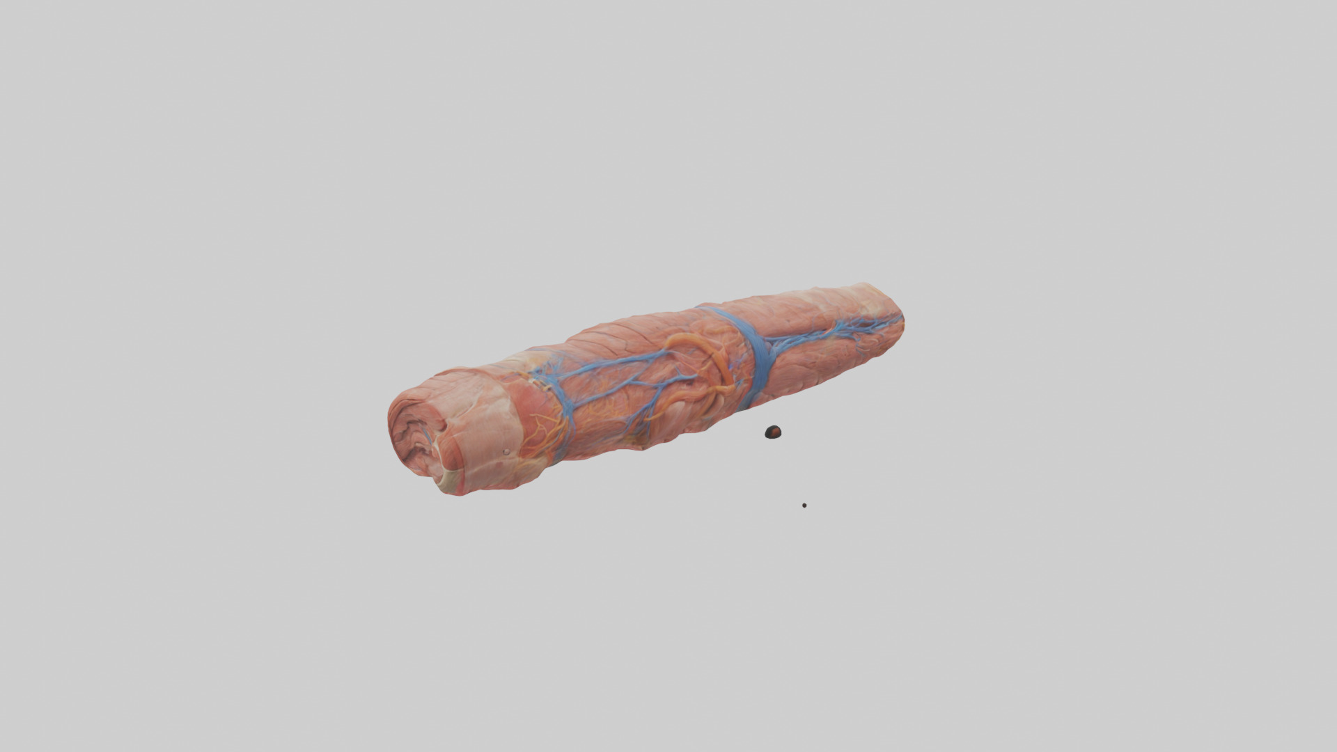 Human Muscle Fiber Model Low-poly 3D model_10