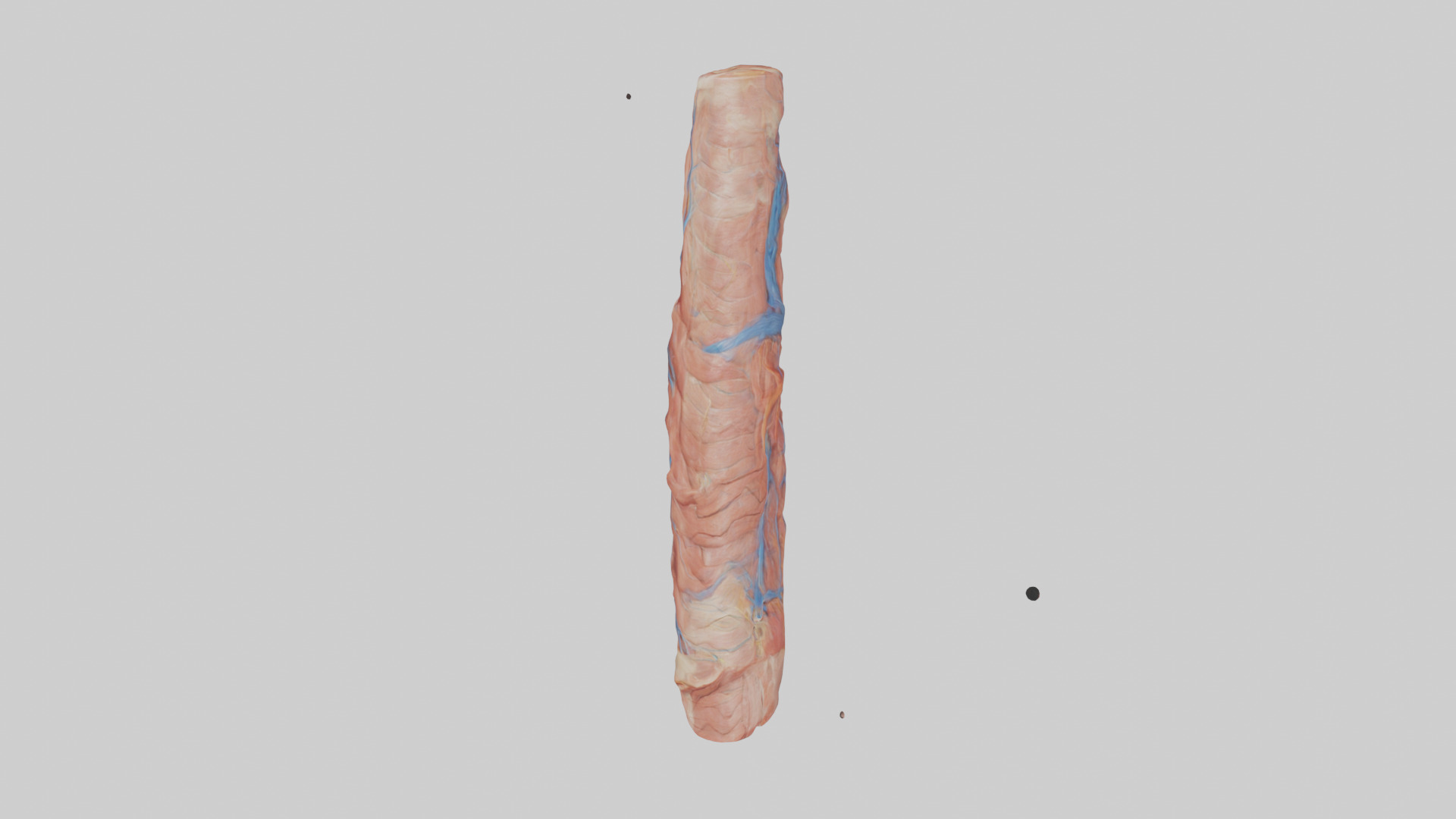 Human Muscle Fiber Model Low-poly 3D model_14