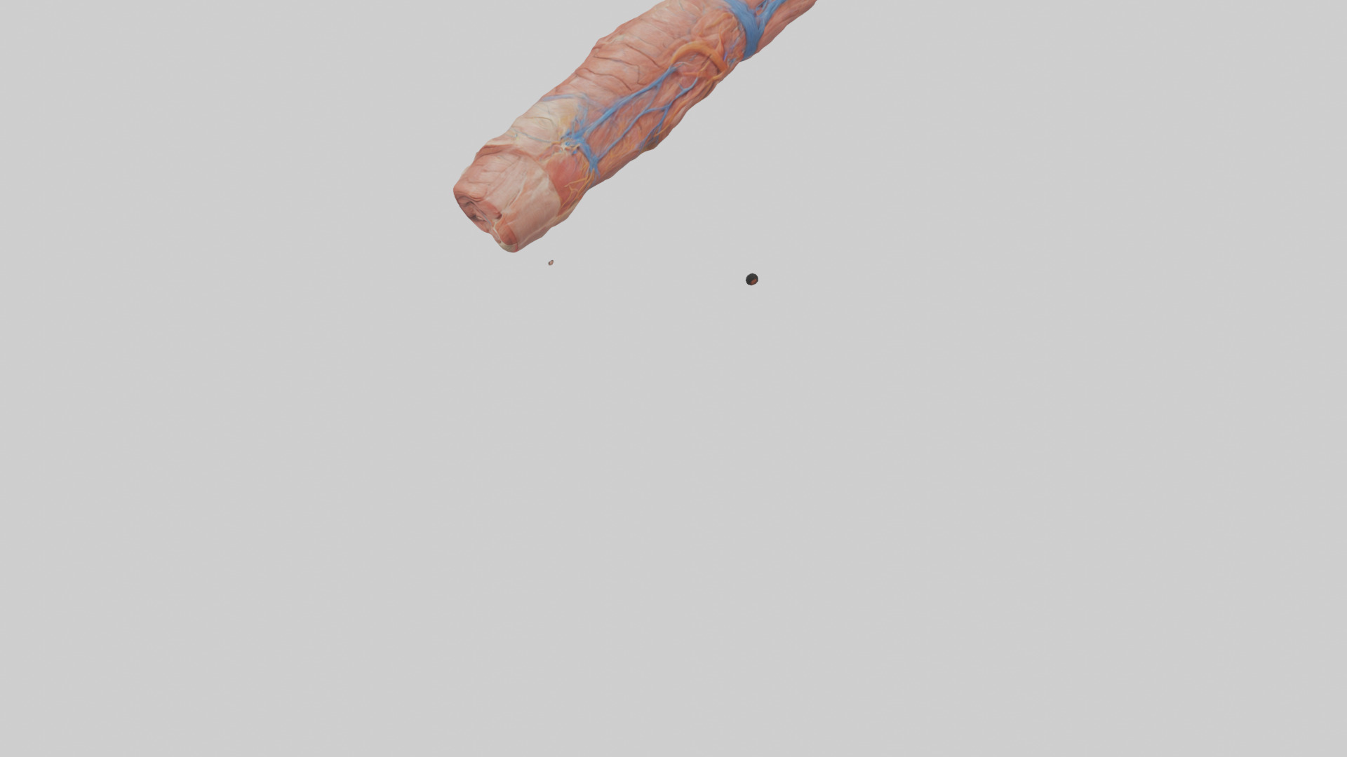 Human Muscle Fiber Model Low-poly 3D model_5