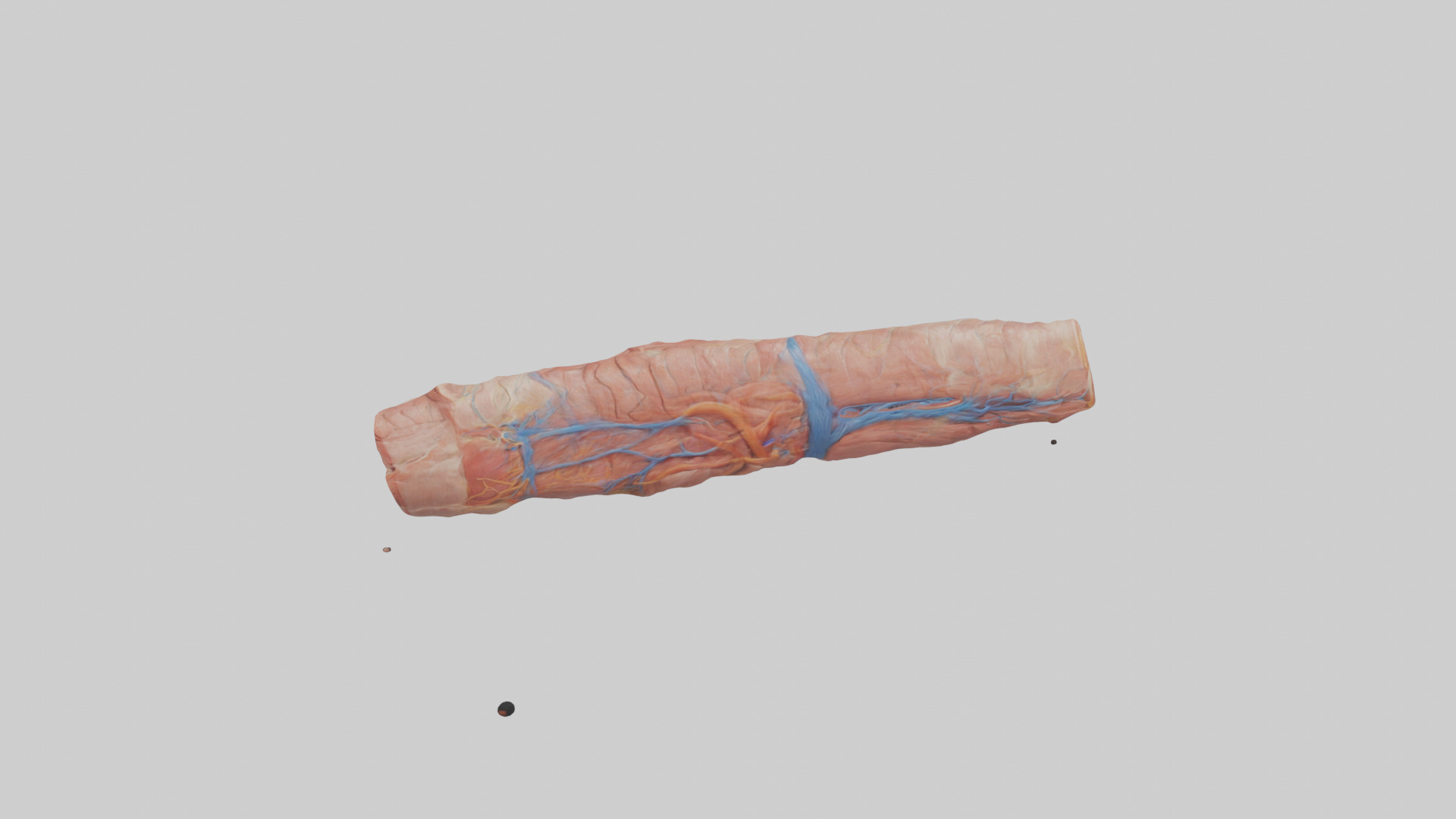 Human Muscle Fiber Model Low-poly 3D model_17