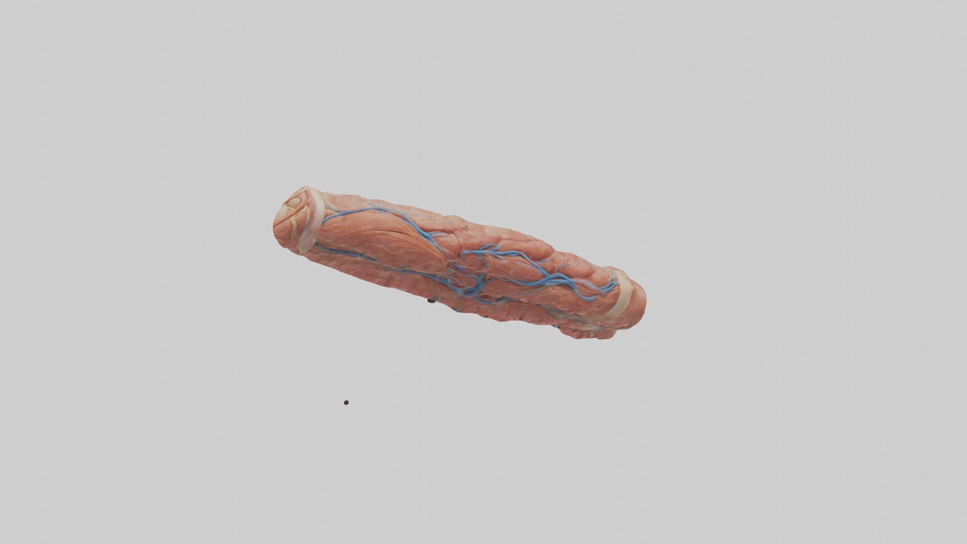 Human Muscle Fiber Model Low-poly 3D model_2