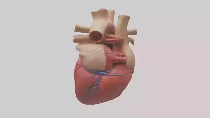 Human Myocardium Model