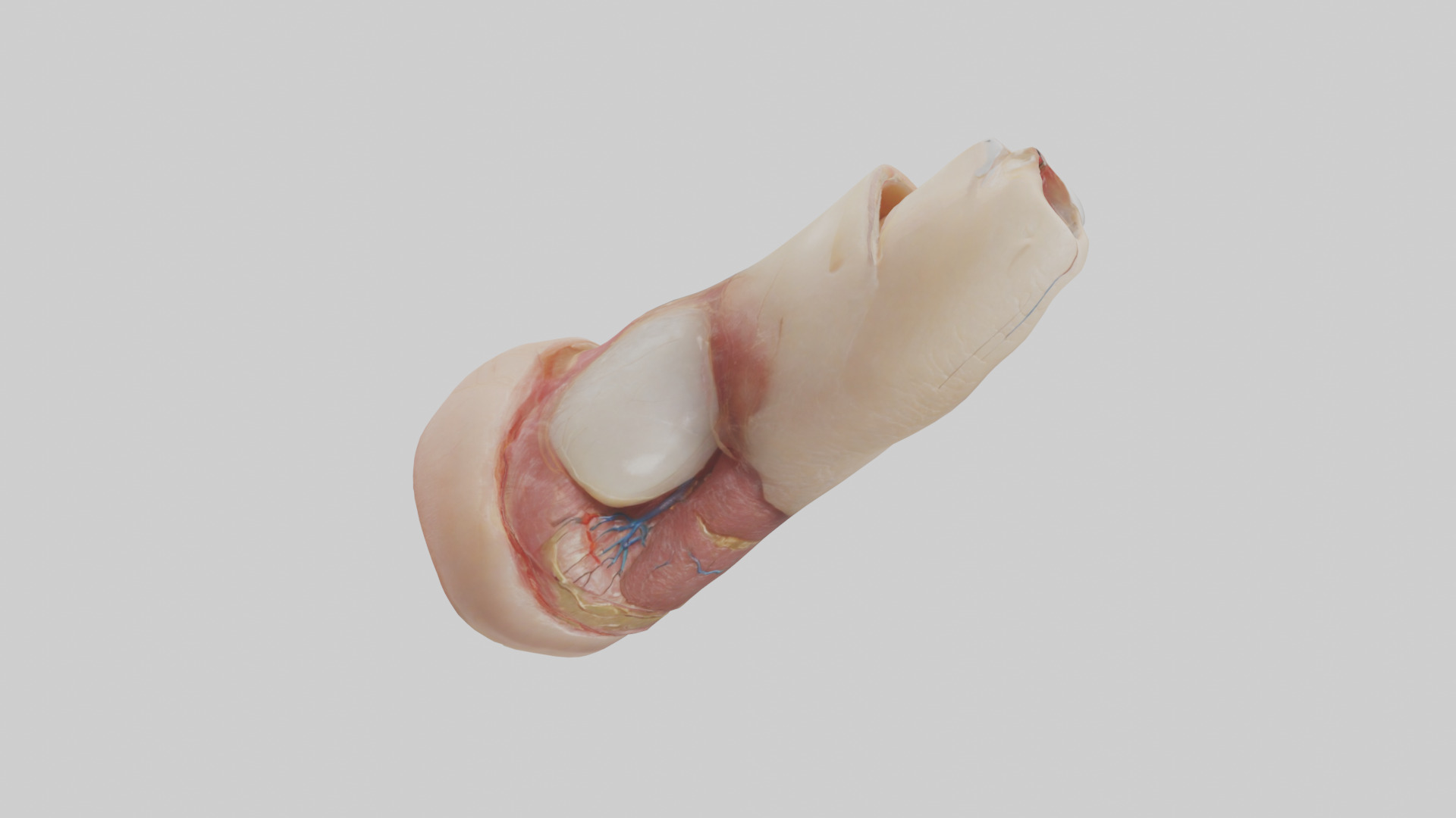 Human Nail Anatomy Model Low-poly 3D model_11