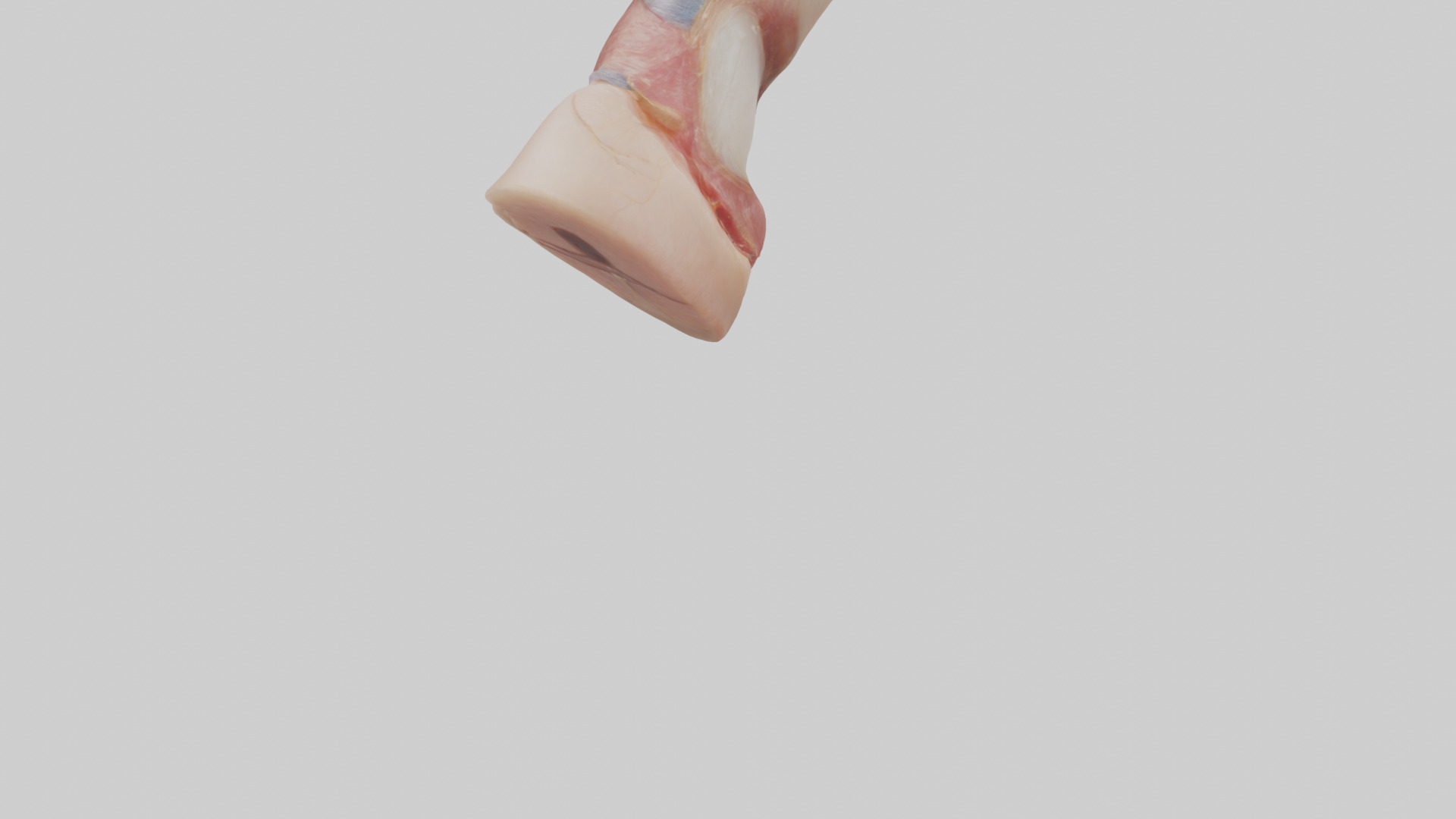 Human Nail Anatomy Model Low-poly 3D model_4