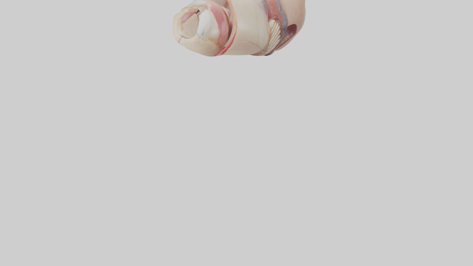 Human Nail Anatomy Model Low-poly 3D model_5