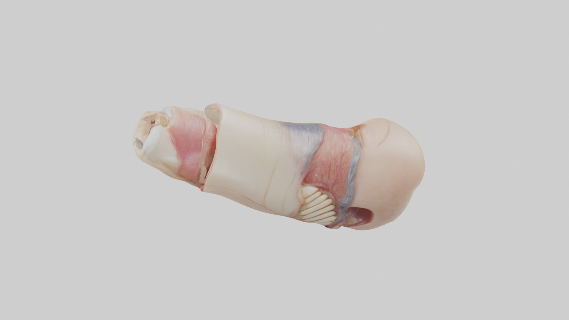 Human Nail Anatomy Model Low-poly 3D model_17