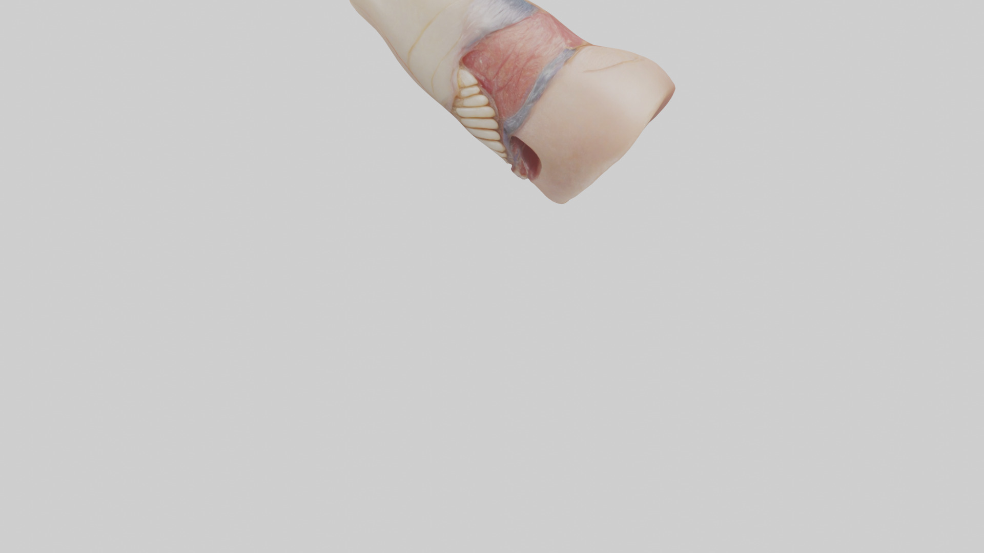Human Nail Anatomy Model Low-poly 3D model_3