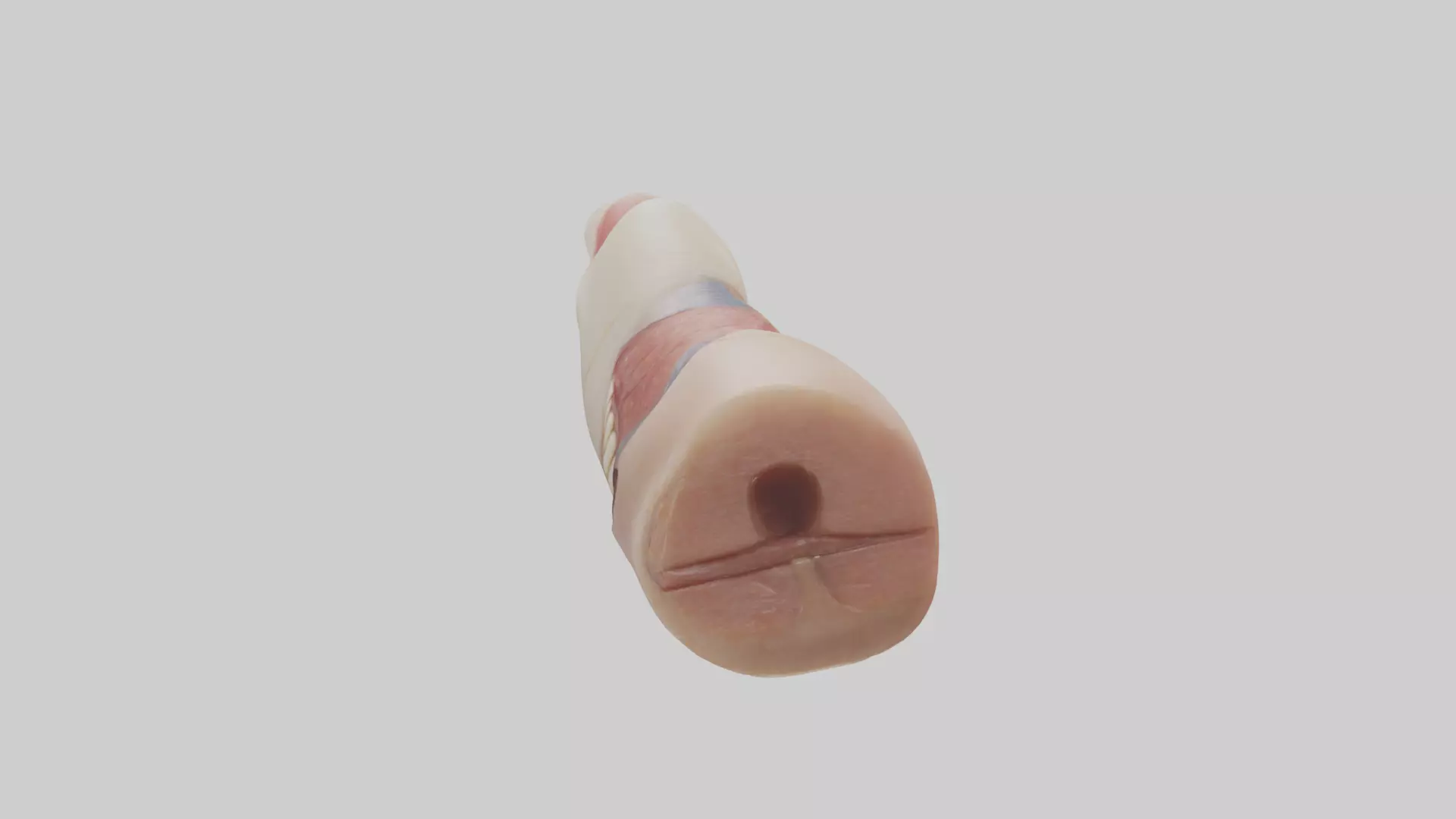 Human Nail Anatomy Model Low-poly 3D model_0