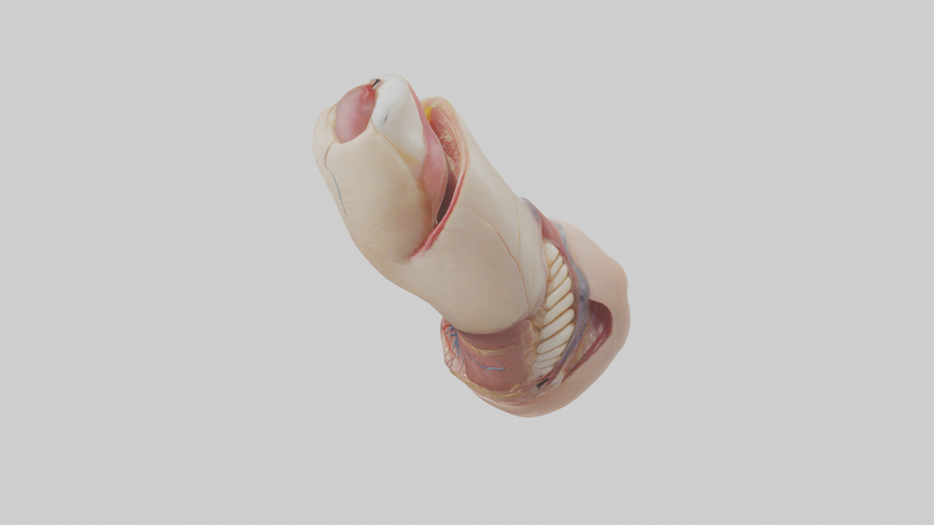 Human Nail Anatomy Model Low-poly 3D model_10