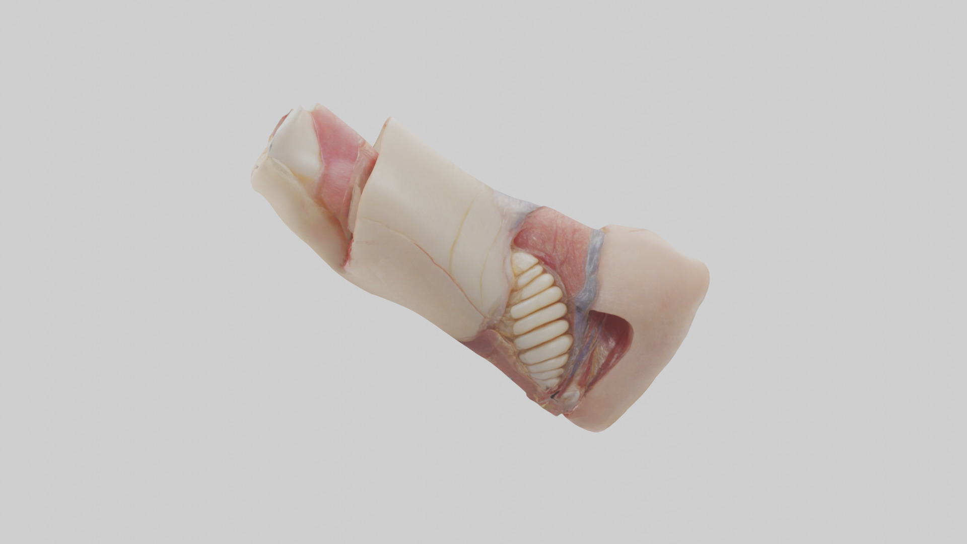 Human Nail Anatomy Model Low-poly 3D model_12