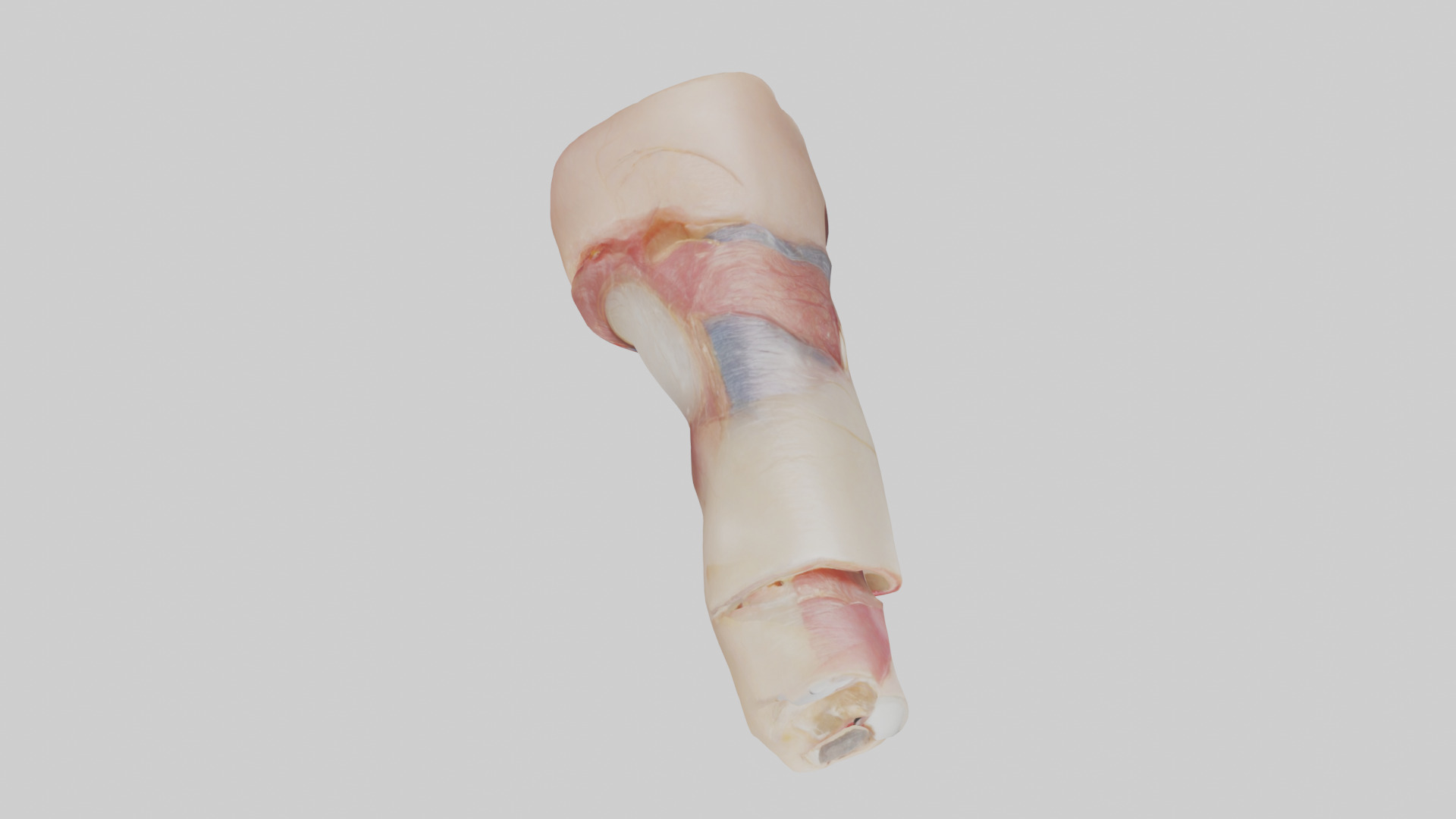 Human Nail Anatomy Model Low-poly 3D model_14